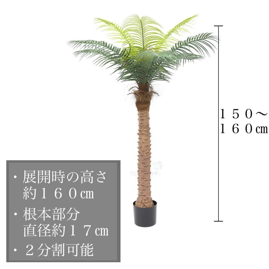 観葉植物