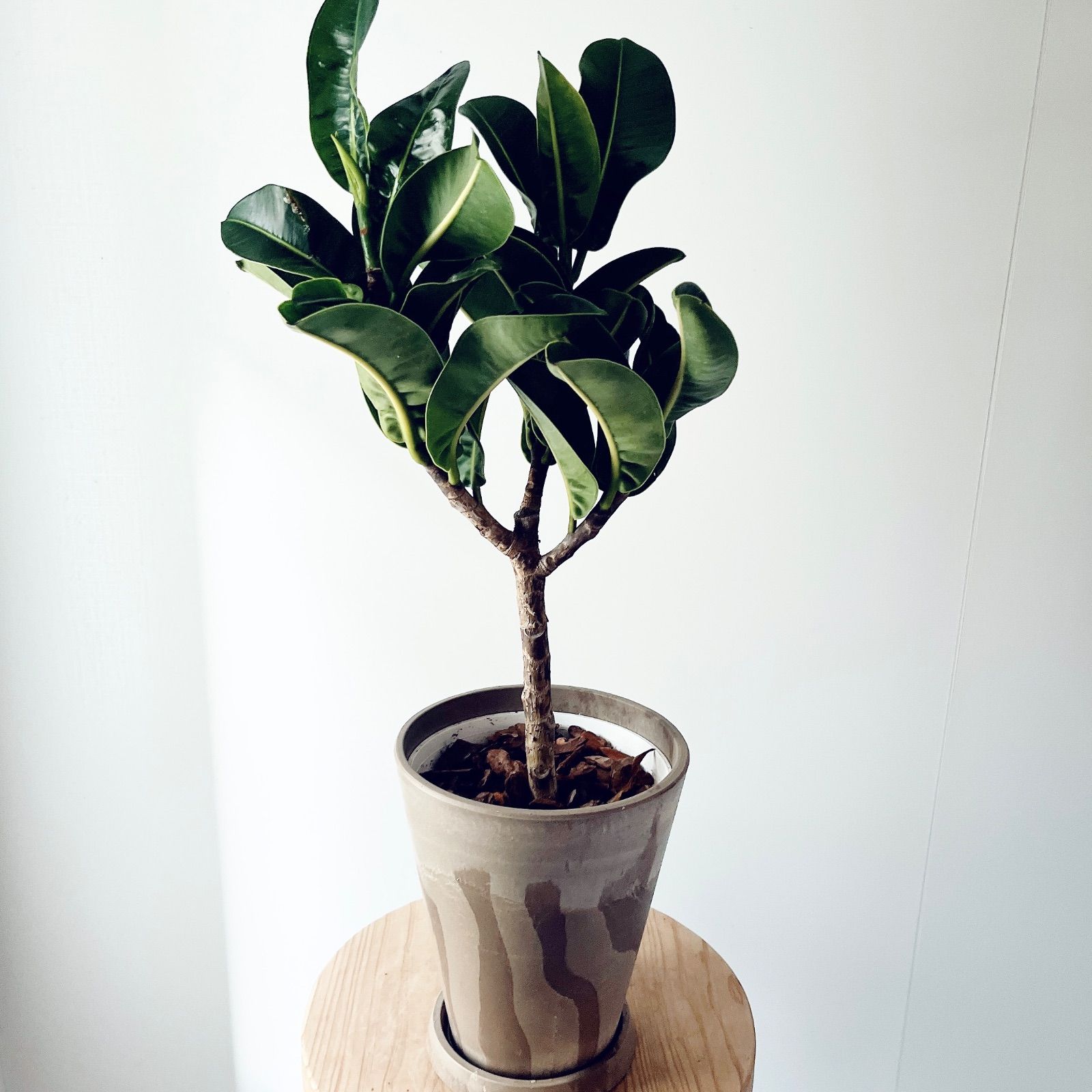 アポロゴム Mサイズ 観葉植物 calm cafe
