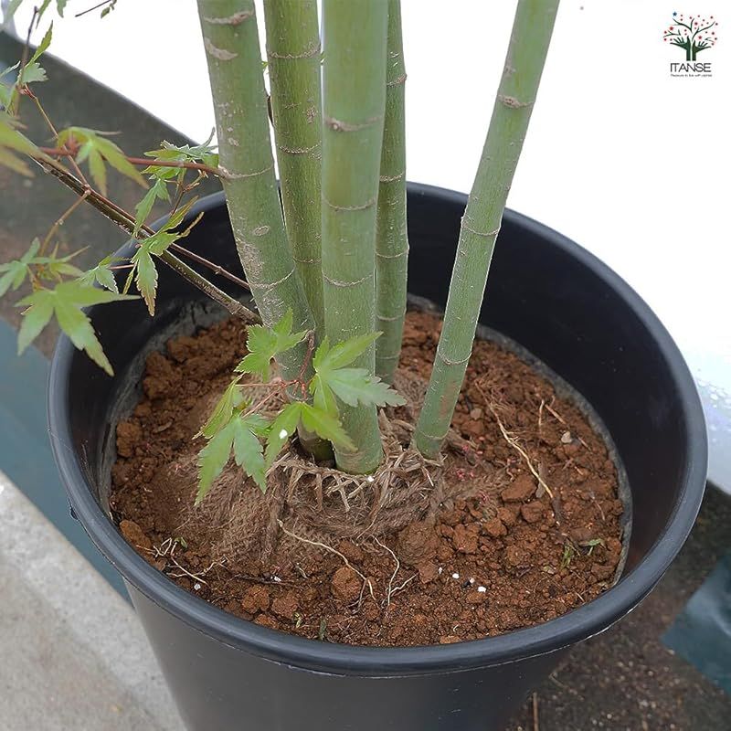 palmatum ムクロジ科