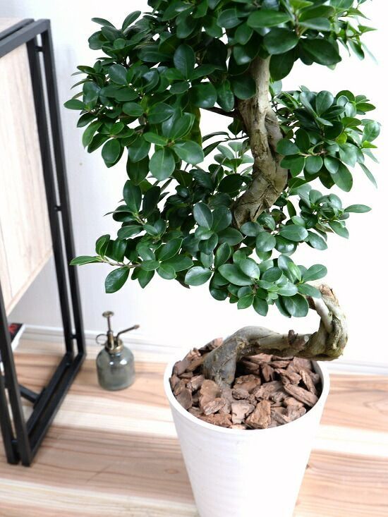 観葉植物 パンダガジュマル 8号ポット 多幸の木 観葉植物 観葉植物