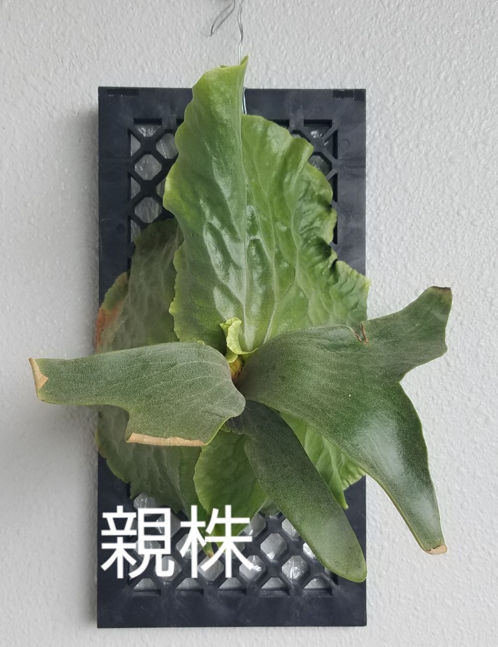 ビカクシダ P.Durval nunes ダーヴァルヌネス 板付け その後の