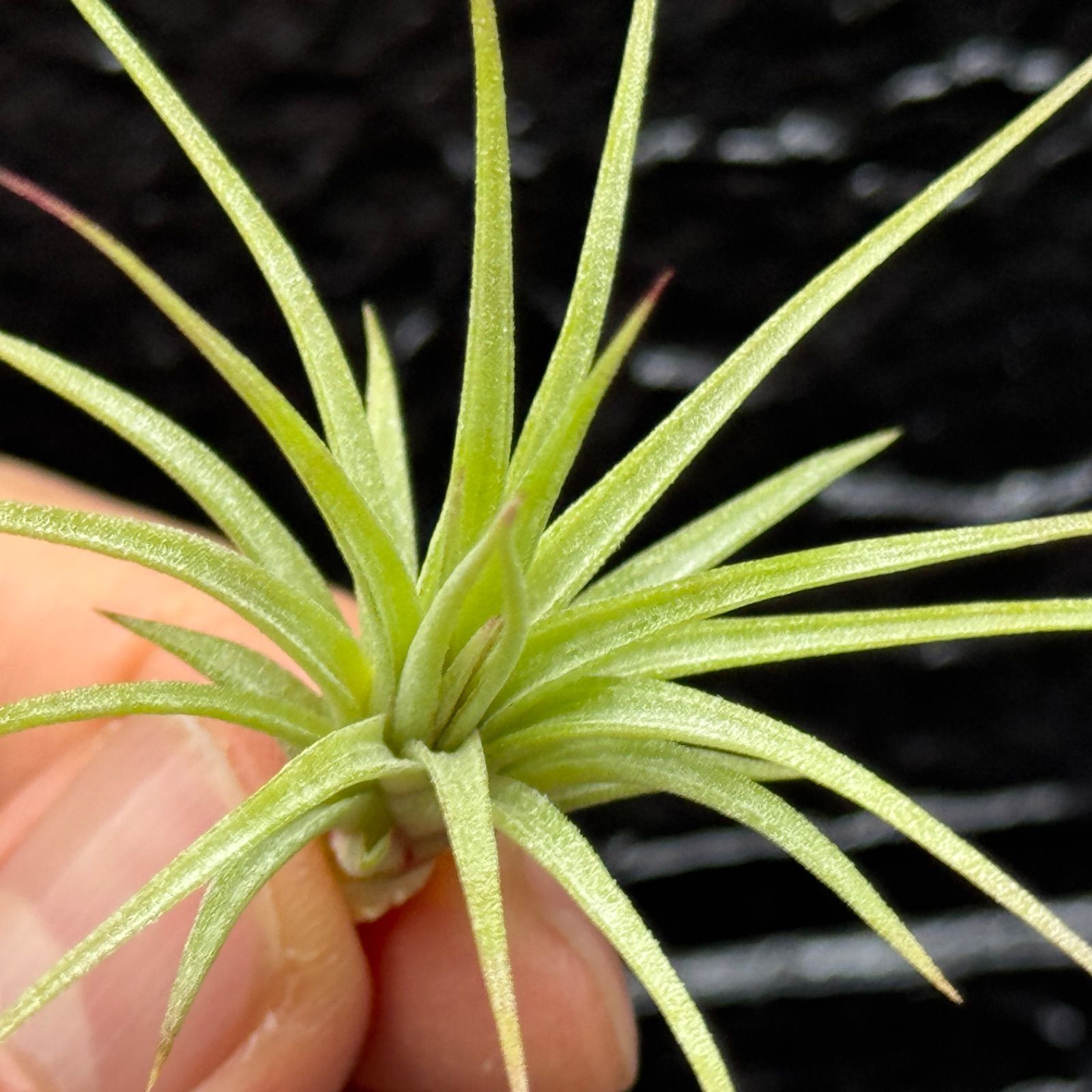 チランジア イオナンタ ファットボーイ Tillandsia ionantha Fat