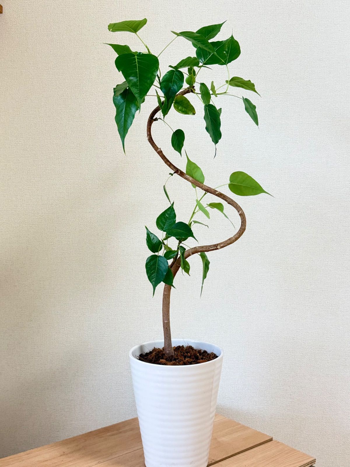 石化桧 中品盆栽／樹齢20年直送kaz 石化檜（小品）