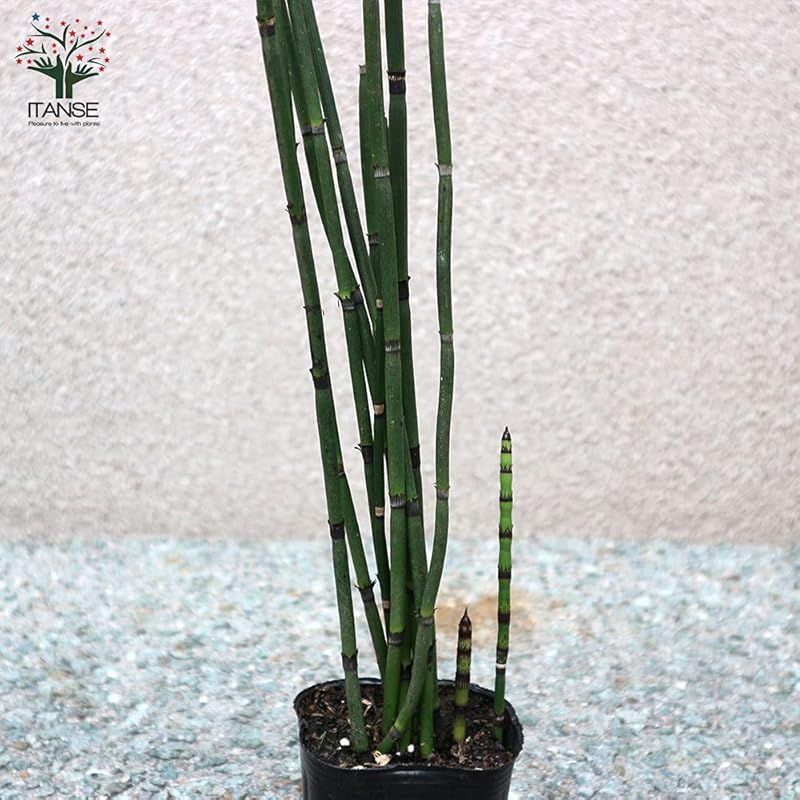 直立する姿が和モダンインテリアに似合う植物