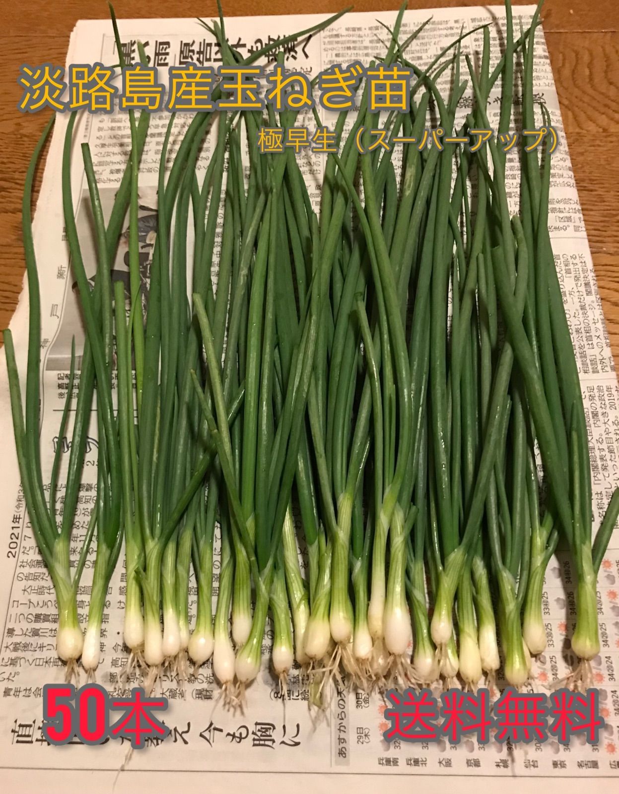 たまねぎ苗 極早生 1000本 【公式通販】