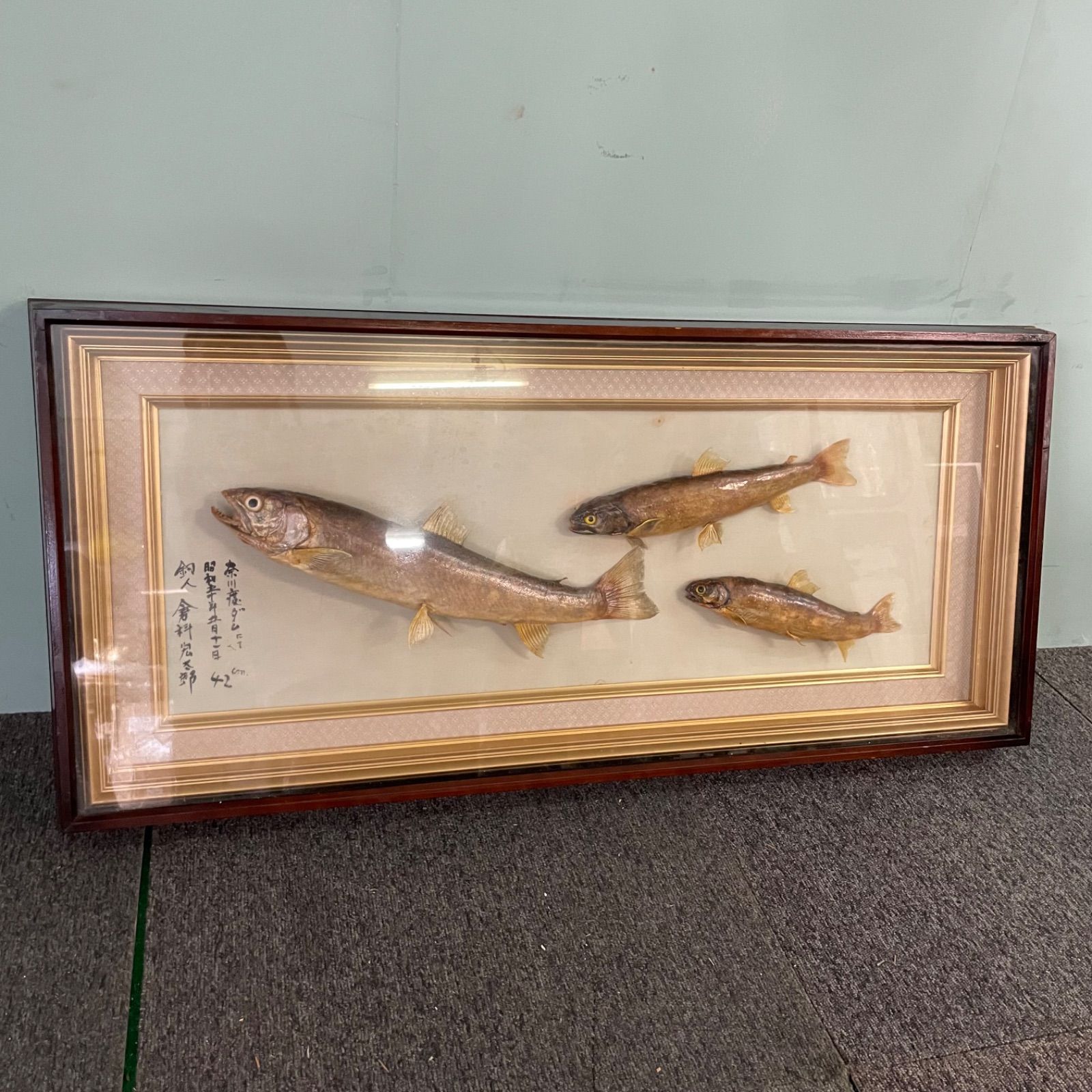 魚の剥製 額装品 標本 ♭ 魚 剥製 額入り 標本 壁掛け インテリア - メルカリ