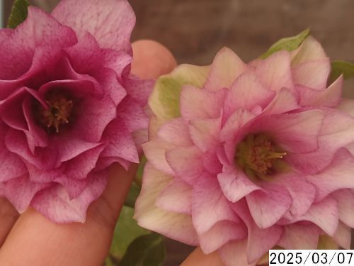 花0ガク1蕾2 きつ 開花株3.5号 小野寺園芸生産 多弁ダブル