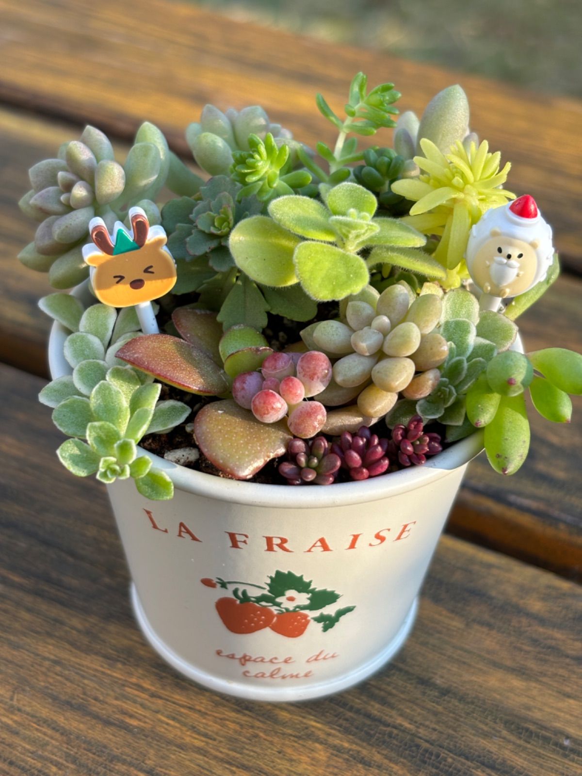 多肉植物＊寄せ植え＊ストロベリー柄鉢＊そのまま飾れる＊クリスマス
