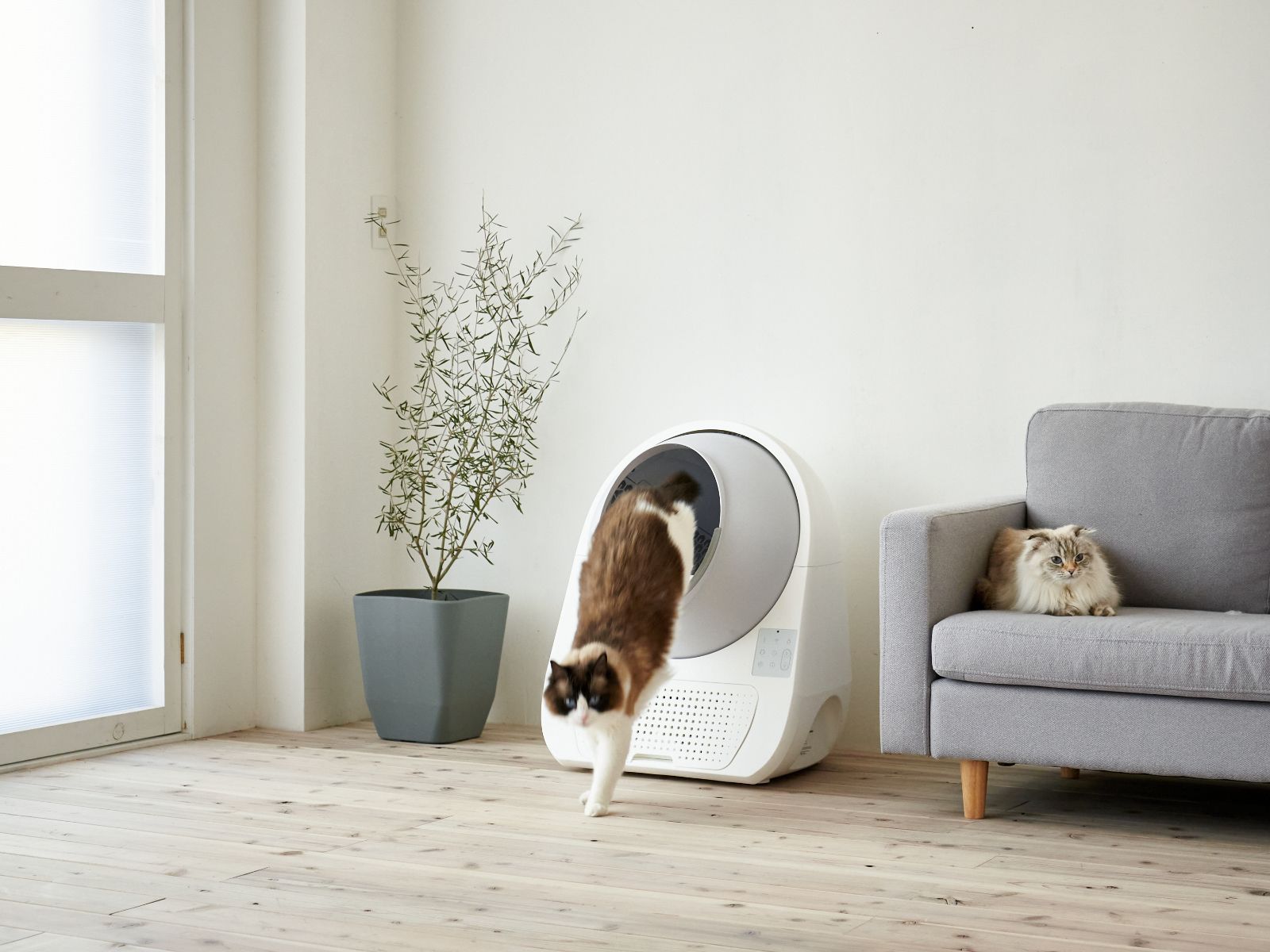 CATLINK SCOOPER
