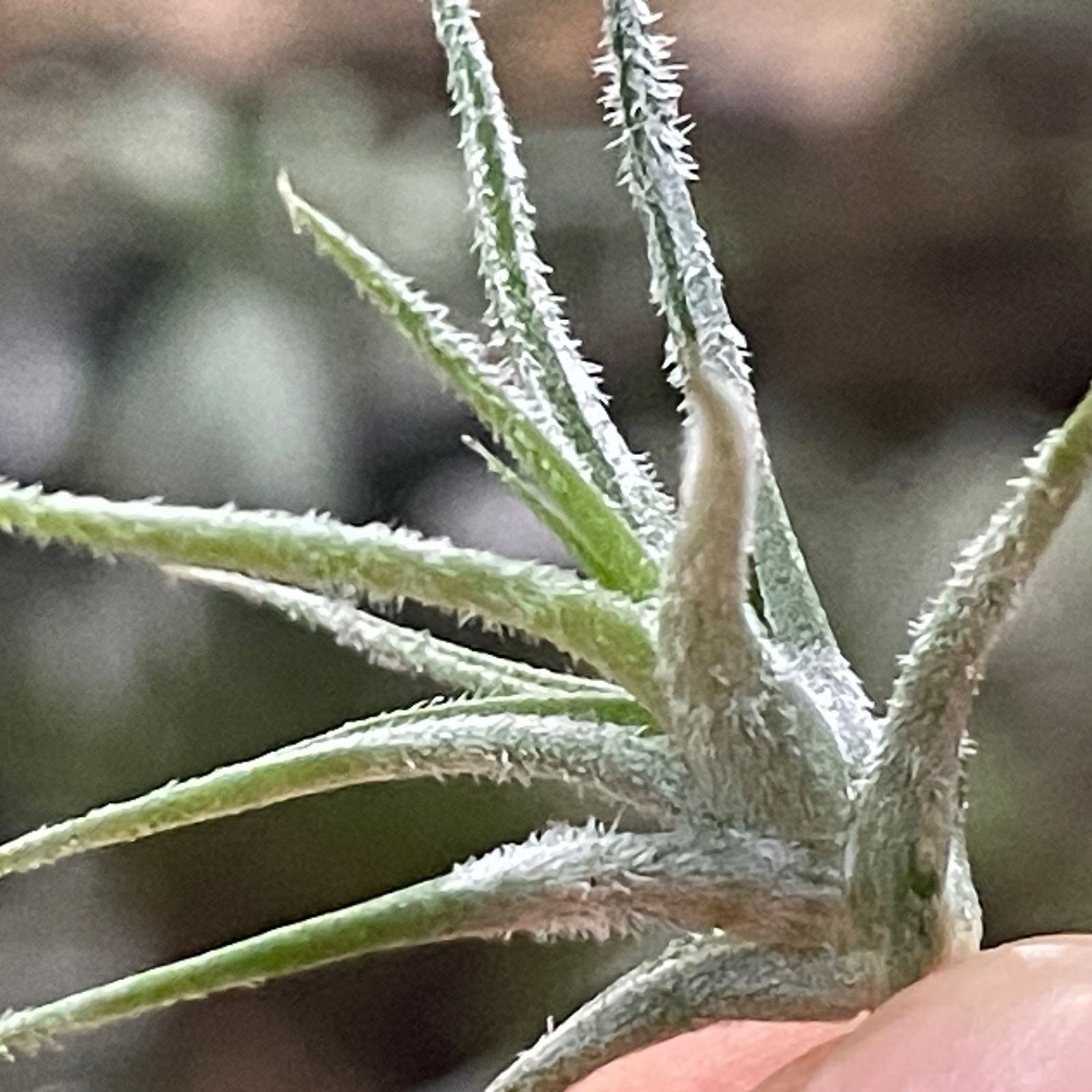 チランジア スピラリペタラ Tillandsia spiralipetala