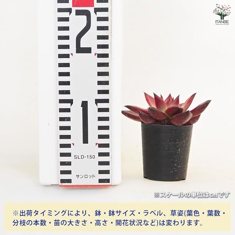 ＩＴＡＮＳＥ エケベリア ロメオルビン 2.5号 4個セット 多肉植物 学名 Echeveria agavoides Romeo Rubin ベンケイソウ科 エケベリア属 原産地 メキシコ 中米 ドイツのコーレスが育種した品種 従来のロメオよりもさら YUZUMIYA_COM