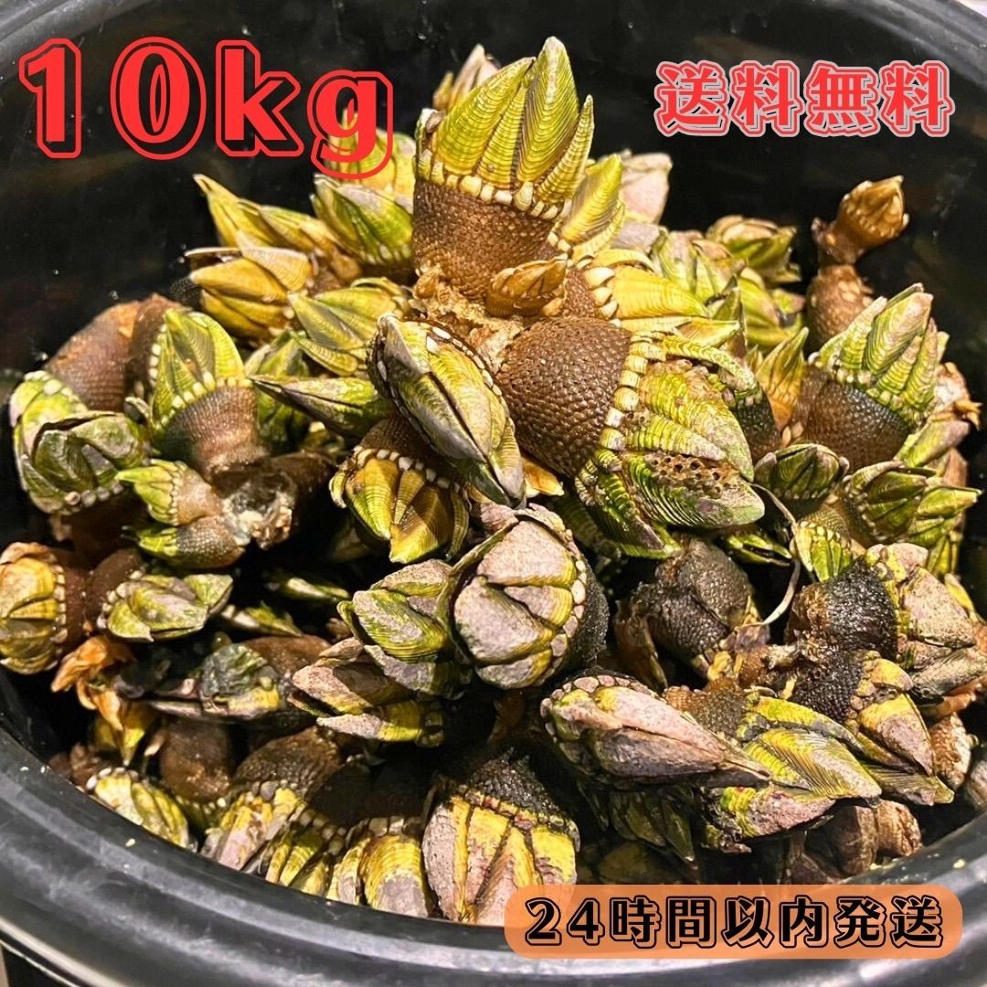 冷凍カメノテ10kg 石鯛 黒鯛 コブダイ 亀の手 釣り餌