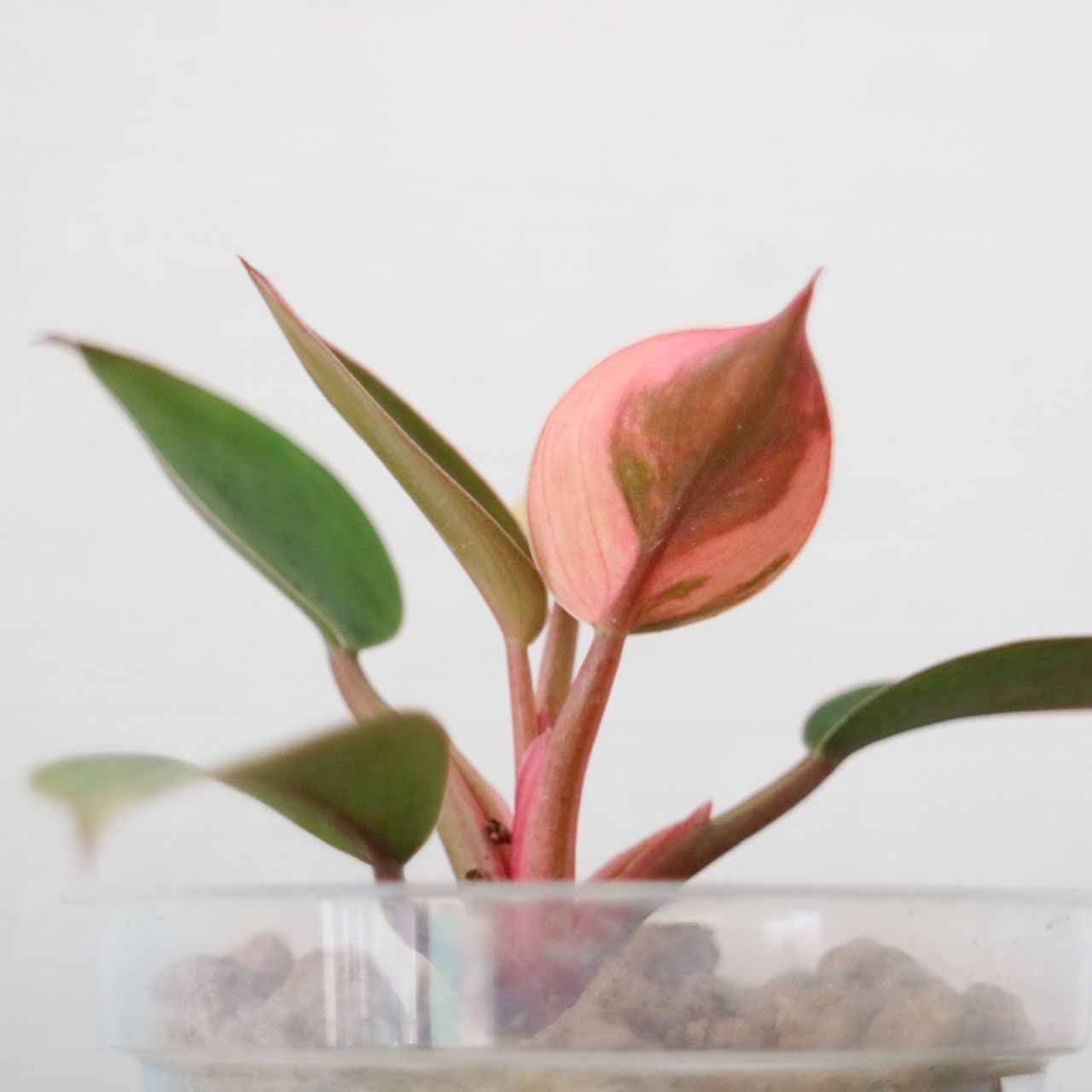 ラスト1株】フィロデンドロン レッドコンゴ 斑入り Philodendron Red Congo Variegated - メルカリ