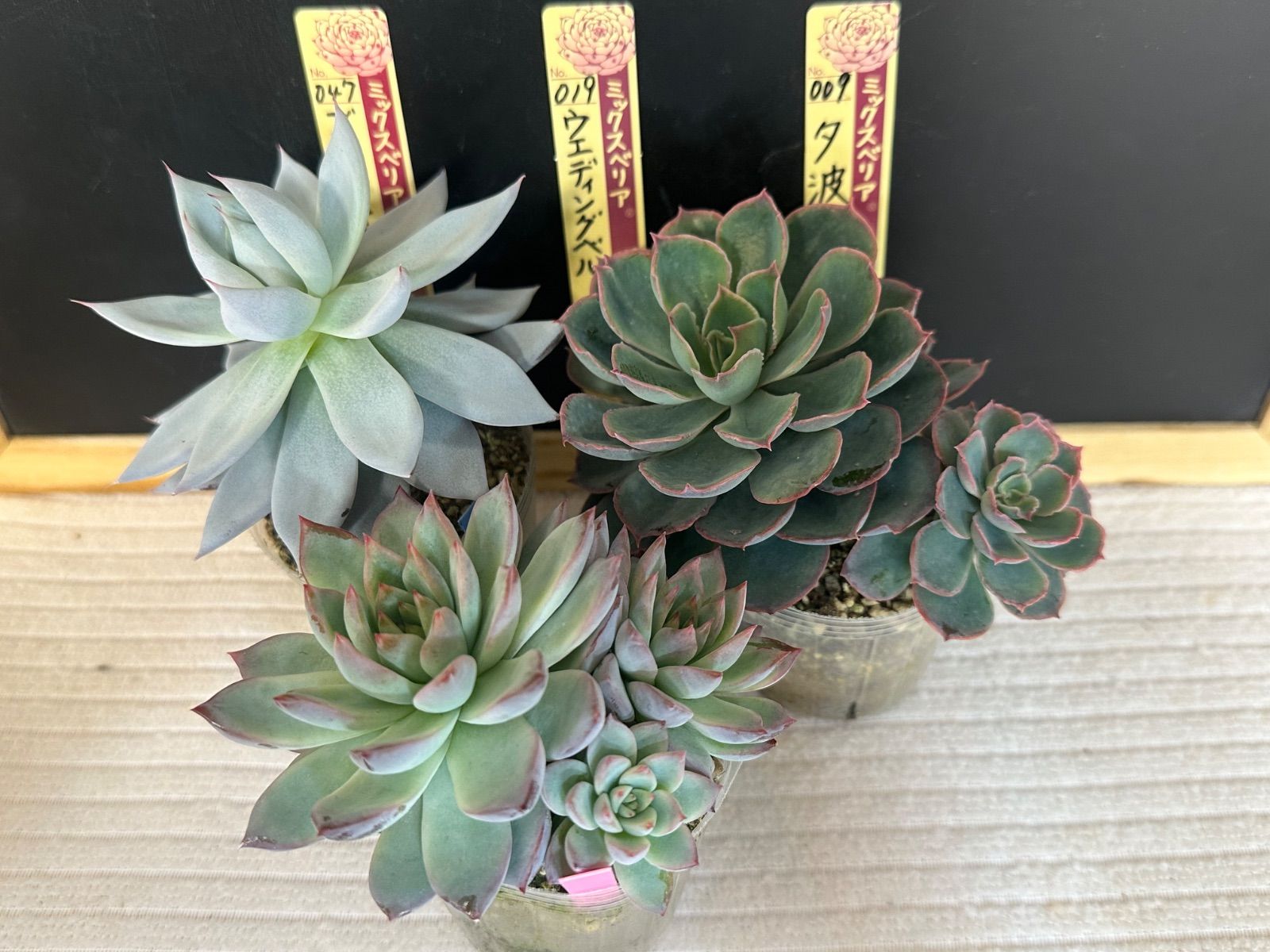 25-31 ヴィンテージレター ミックスベリア 札付き 鉢のまま T*k様 25-