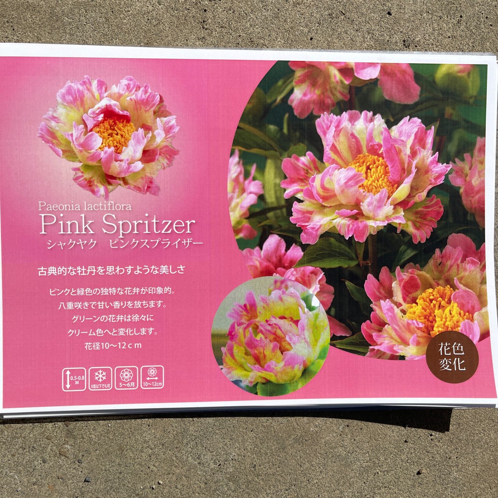 ❗️希少❗️数量限定 アメリカシャクヤク“ピンクスプライザー ❗️希少❗️数量限定 アメリカシャクヤク“ピンクスプライザー