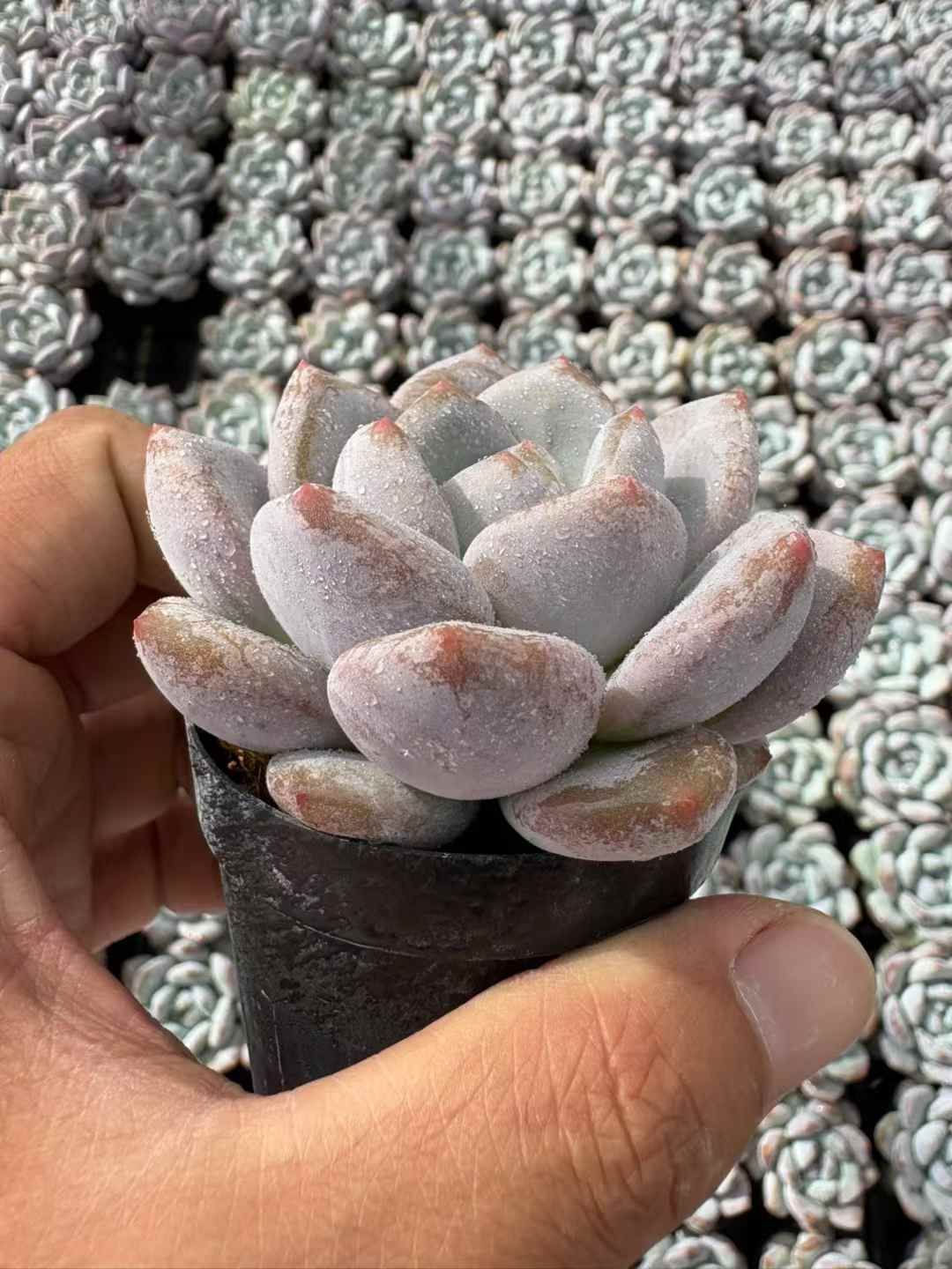 新発売 50株セット パルファム モンロー 抜き苗 多肉植物 佐川急便発送