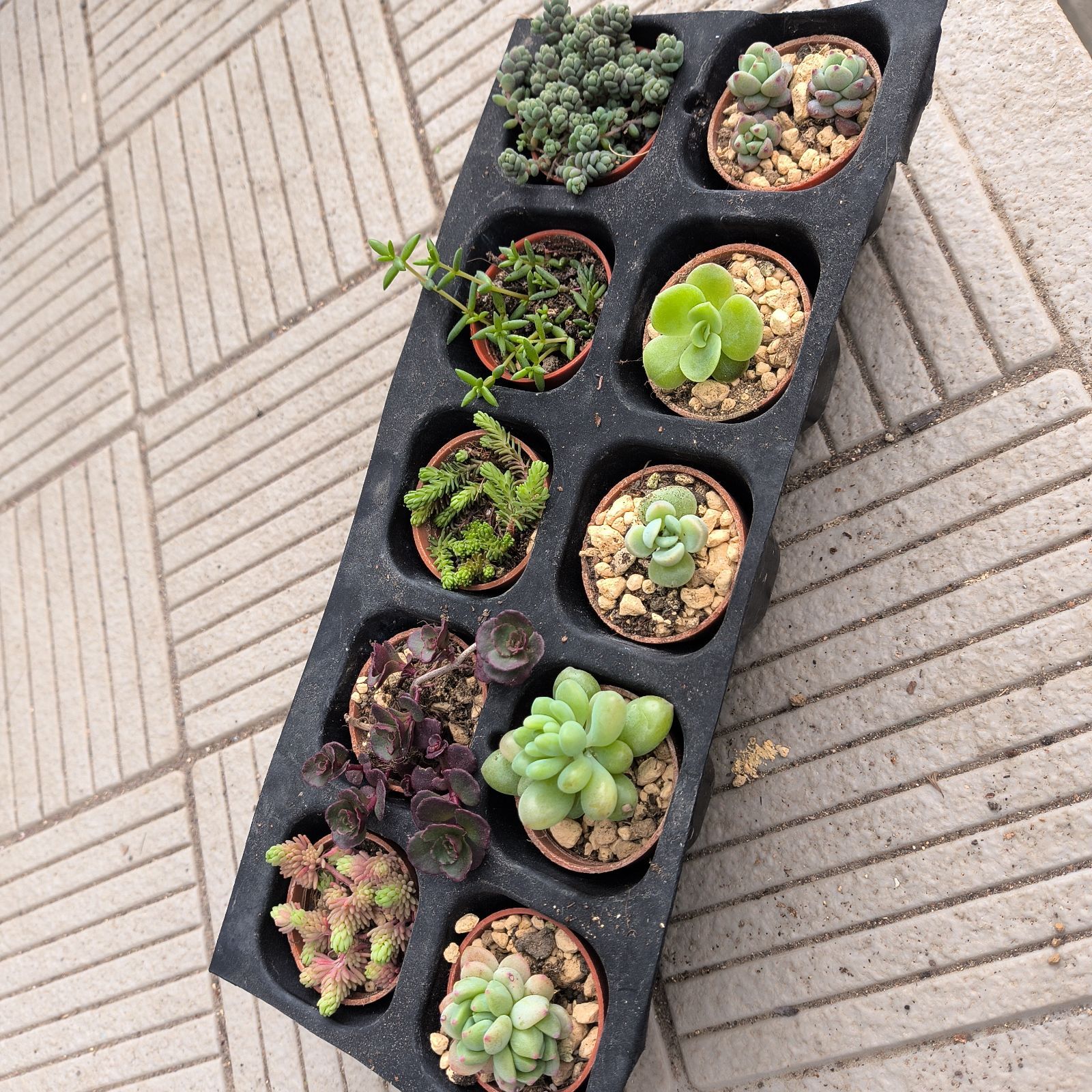 多肉植物ミニ苗10種類セット 初心者におすすめ】多肉植物の小苗10本