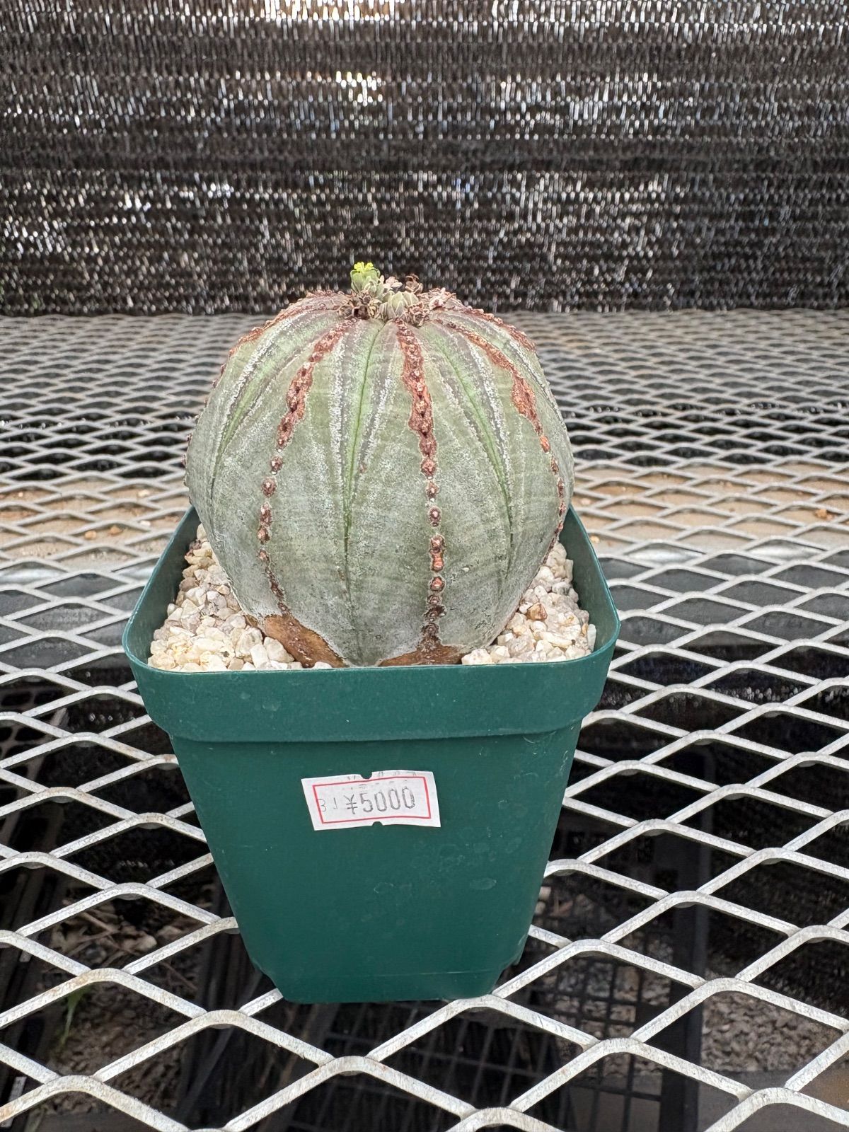 特大 美株 ユーフォルビア オベサ 大きいサイズ】美株 ユーフォルビア・オベサ - HANS 多肉植物と