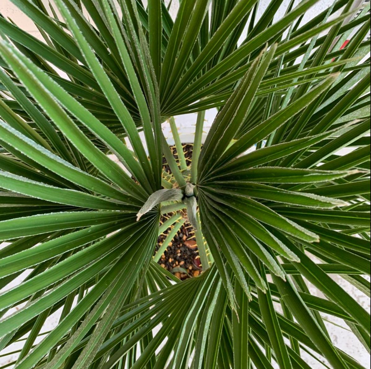 チャメロップス 約90cm