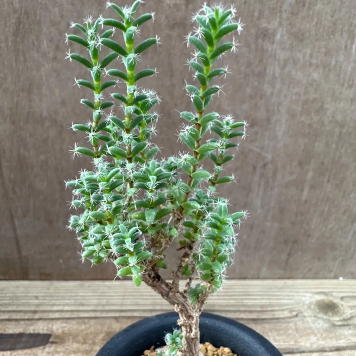 トリコディアデマ ブルボスム④ Trichodiadema bulbosum  姫紅小松 2.5号 観葉植物 観葉 植物 珍奇植物 珍奇 珍しい 塊根植物 塊根 コーデックス メセン インテリア プレゼント おしゃれ かわいい おうち時間 グリーン