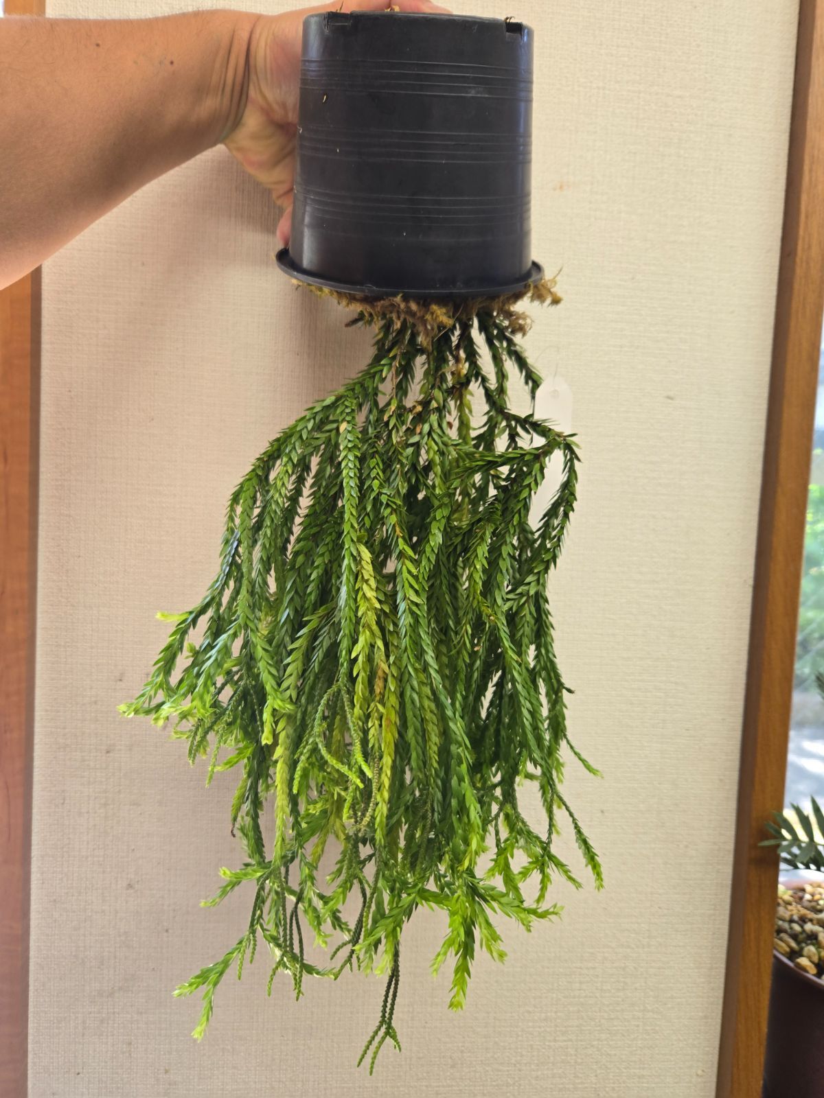 フペルジア☆トライアングルサトゥール ② - メルカリ