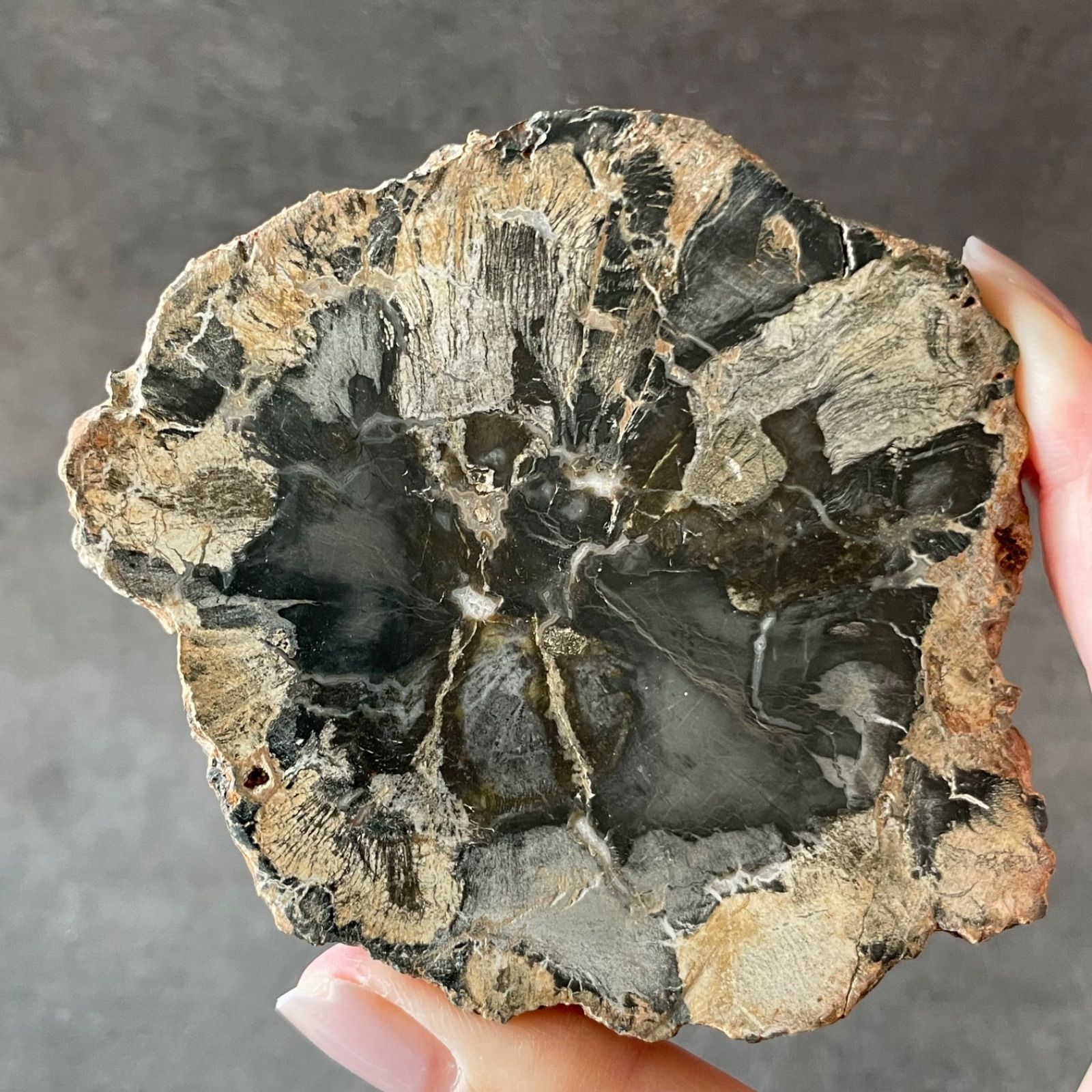 木の化石(珪化木)ペトリファイドウッド① ペトリファイド ウッド パー