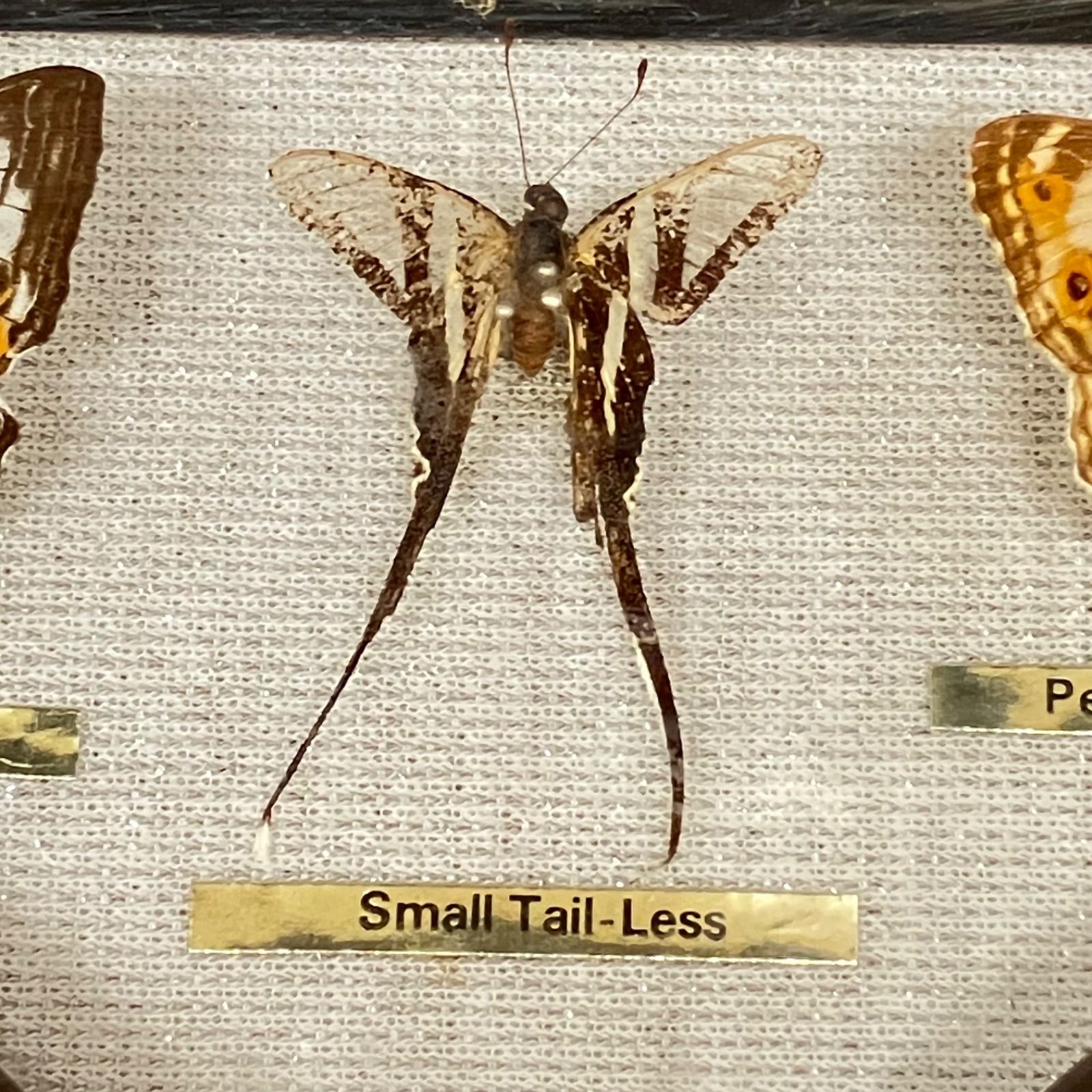 オレンジアルバトロス