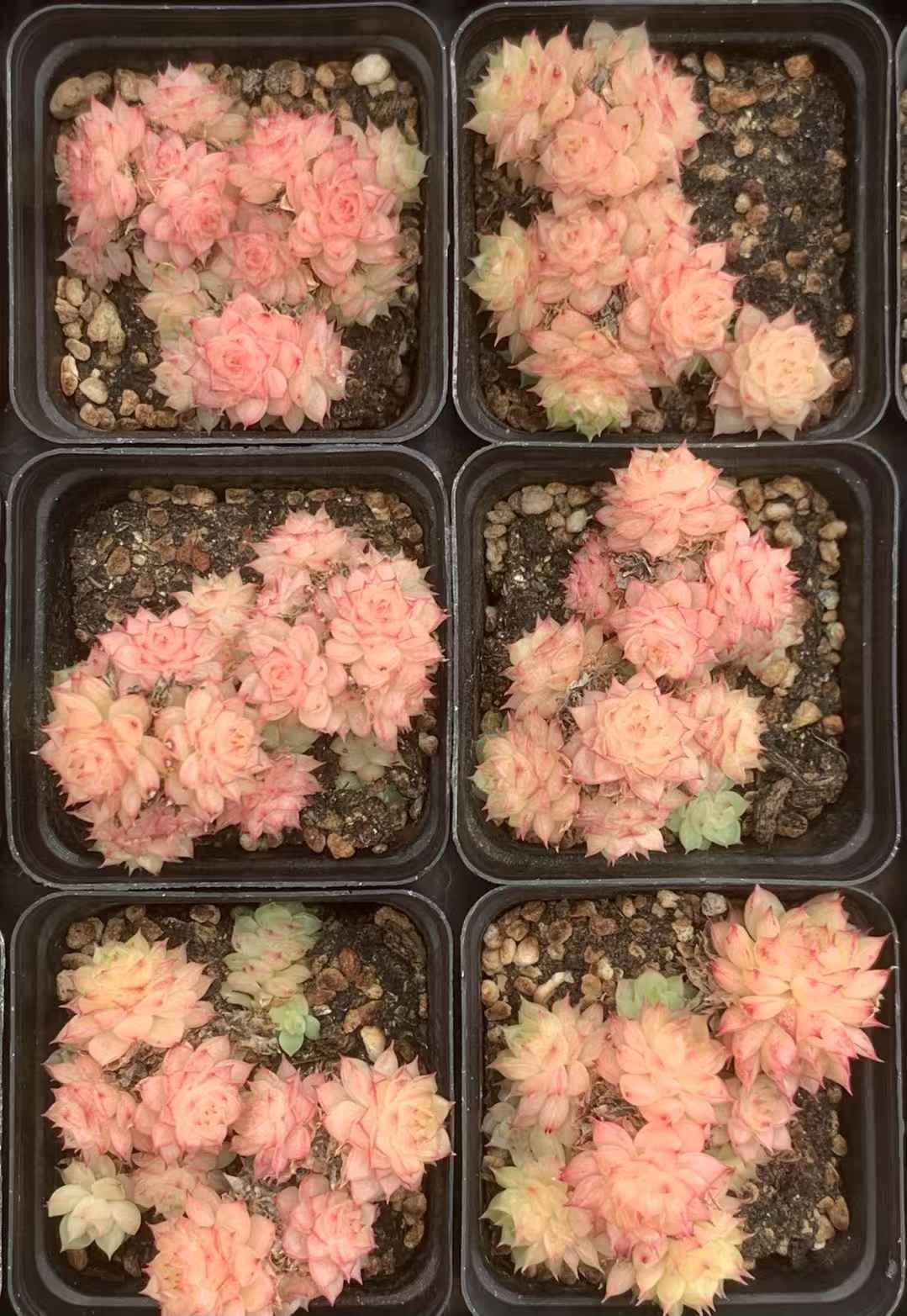 54株の抜き苗セット ピンクマルガン 多肉植物 佐川急便発送 エケベリア 韓国苗 LX30 STEELWINDOWSANDDOORS_COM