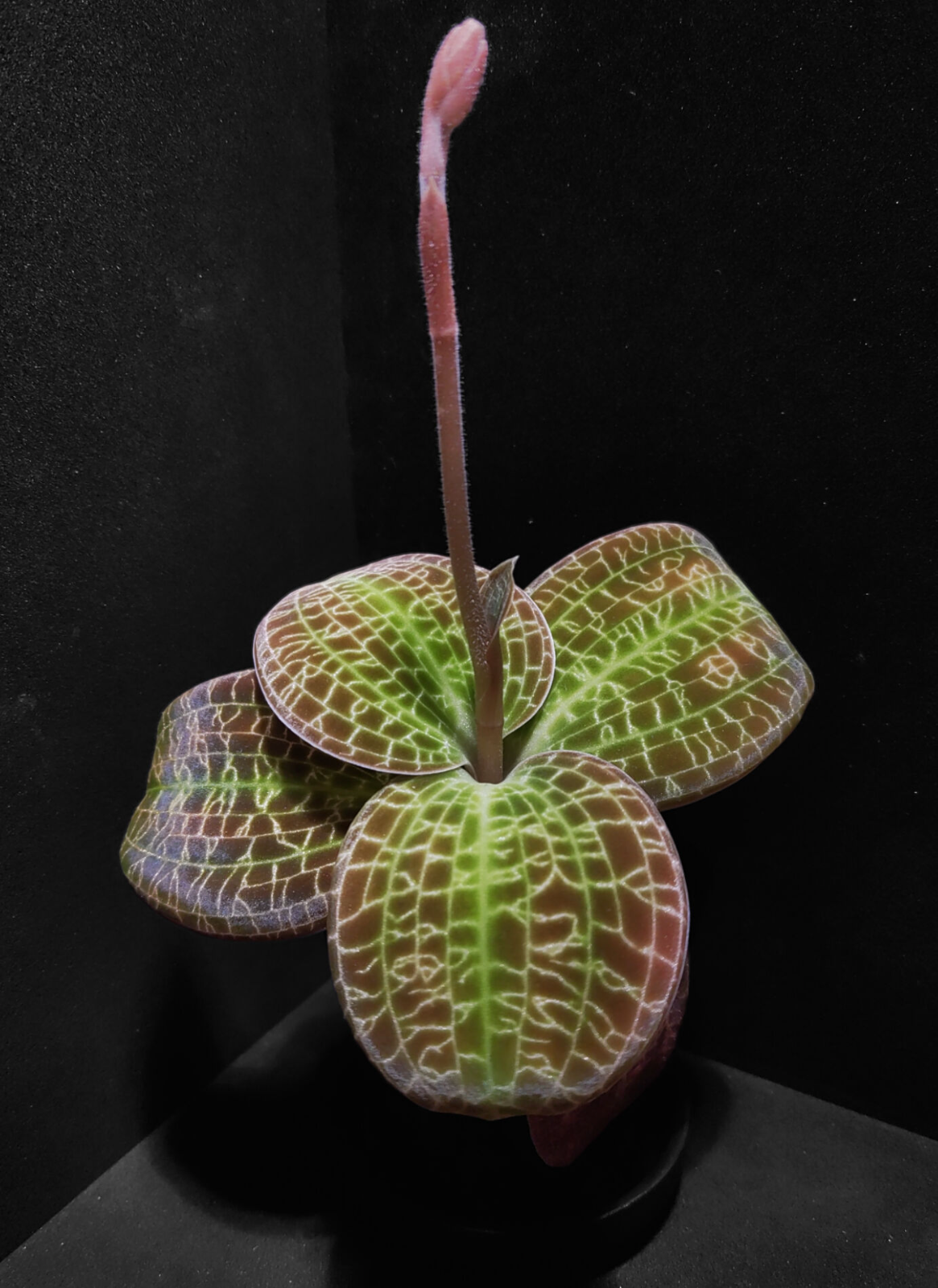 ジュエルオーキッドドッシニアマルモラータ