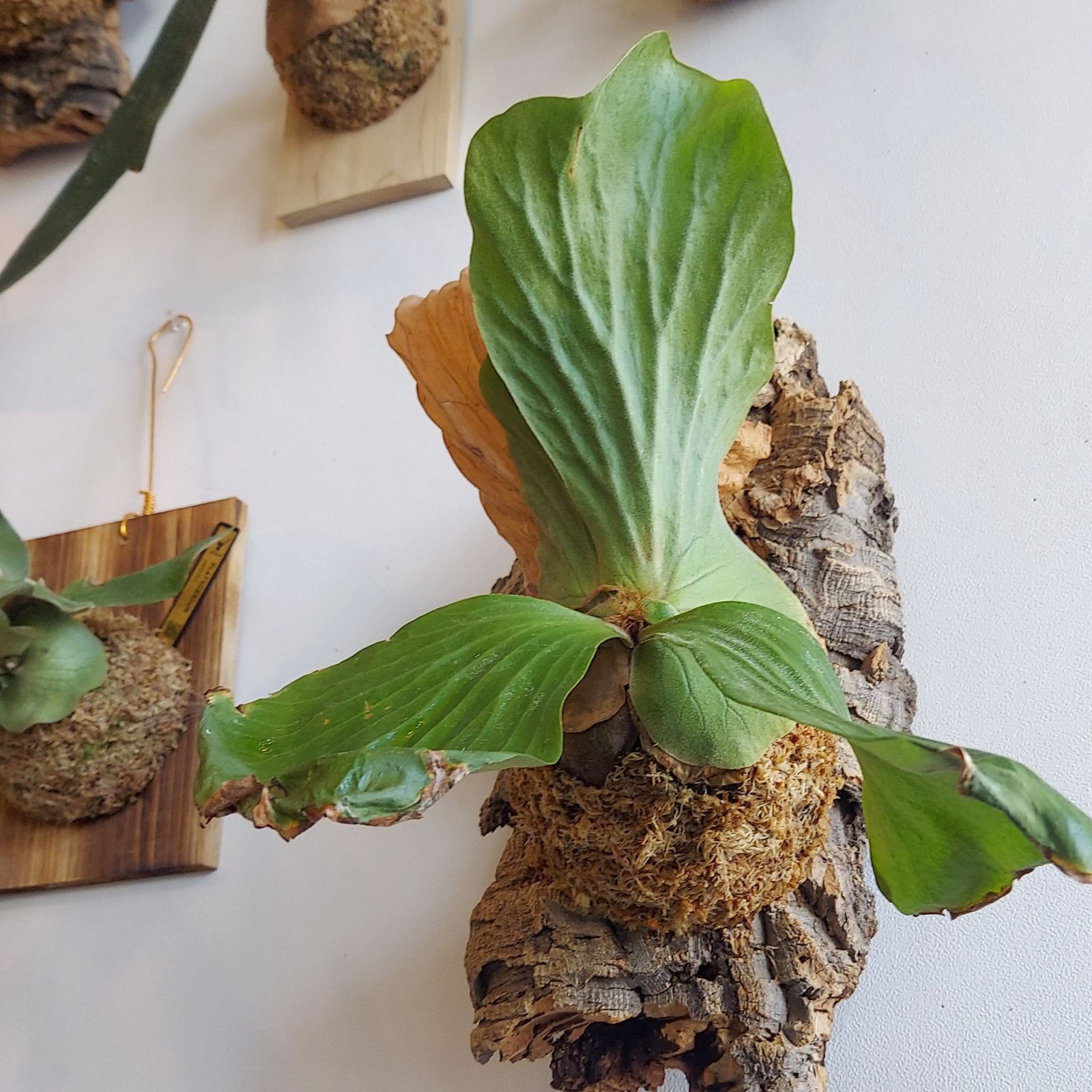 着生植物