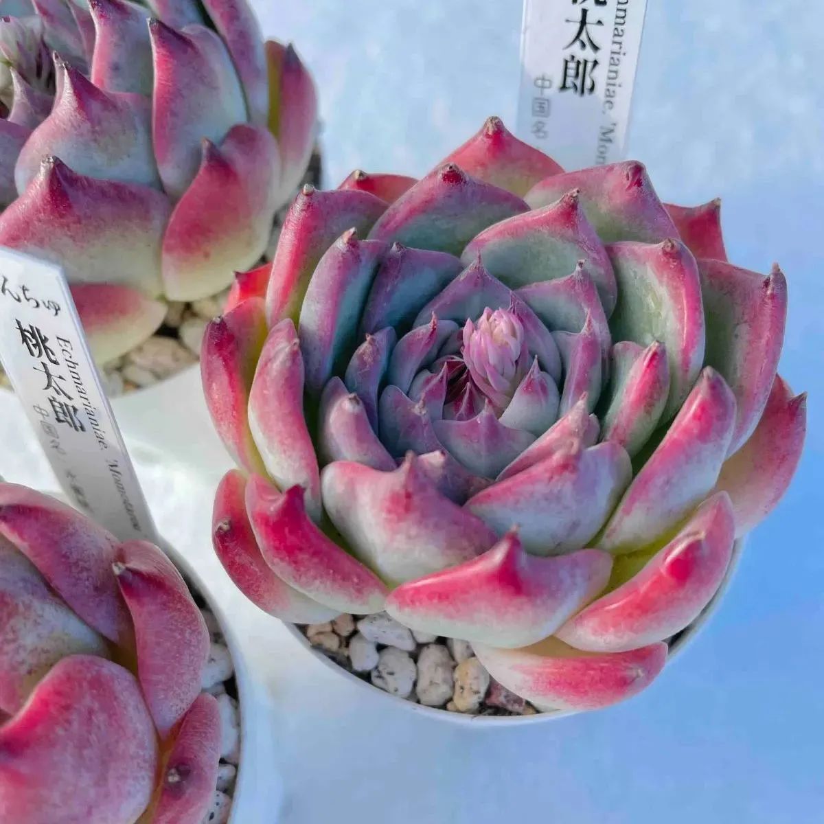 水蜜桃xモンロー 新交配 多肉植物 エケベリア 枯れ葉あり 真丸