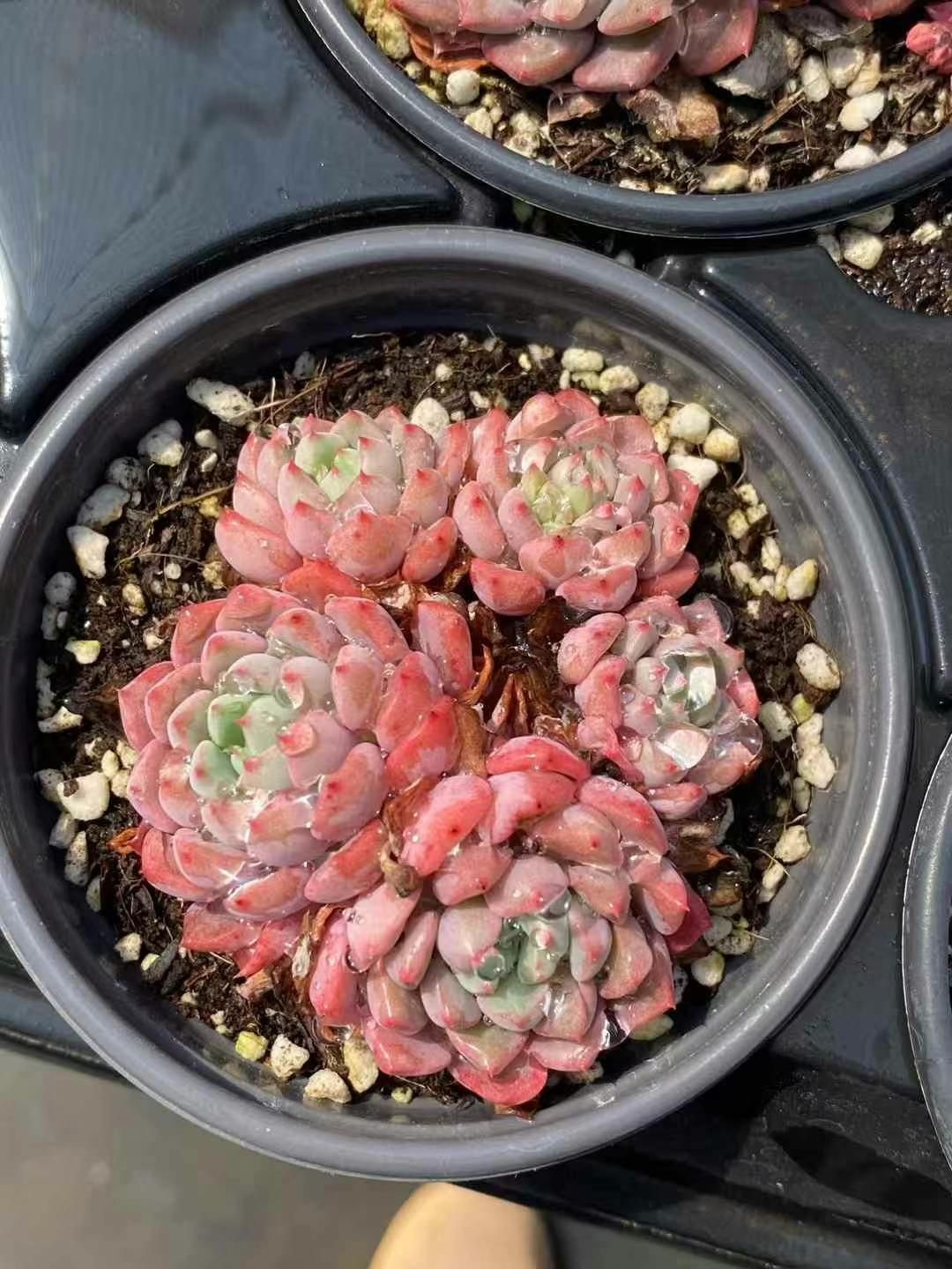 MY5 18株の抜き苗 キュートバブル群生 多肉植物 アエオニウム エケベリア 韓国苗 好評中