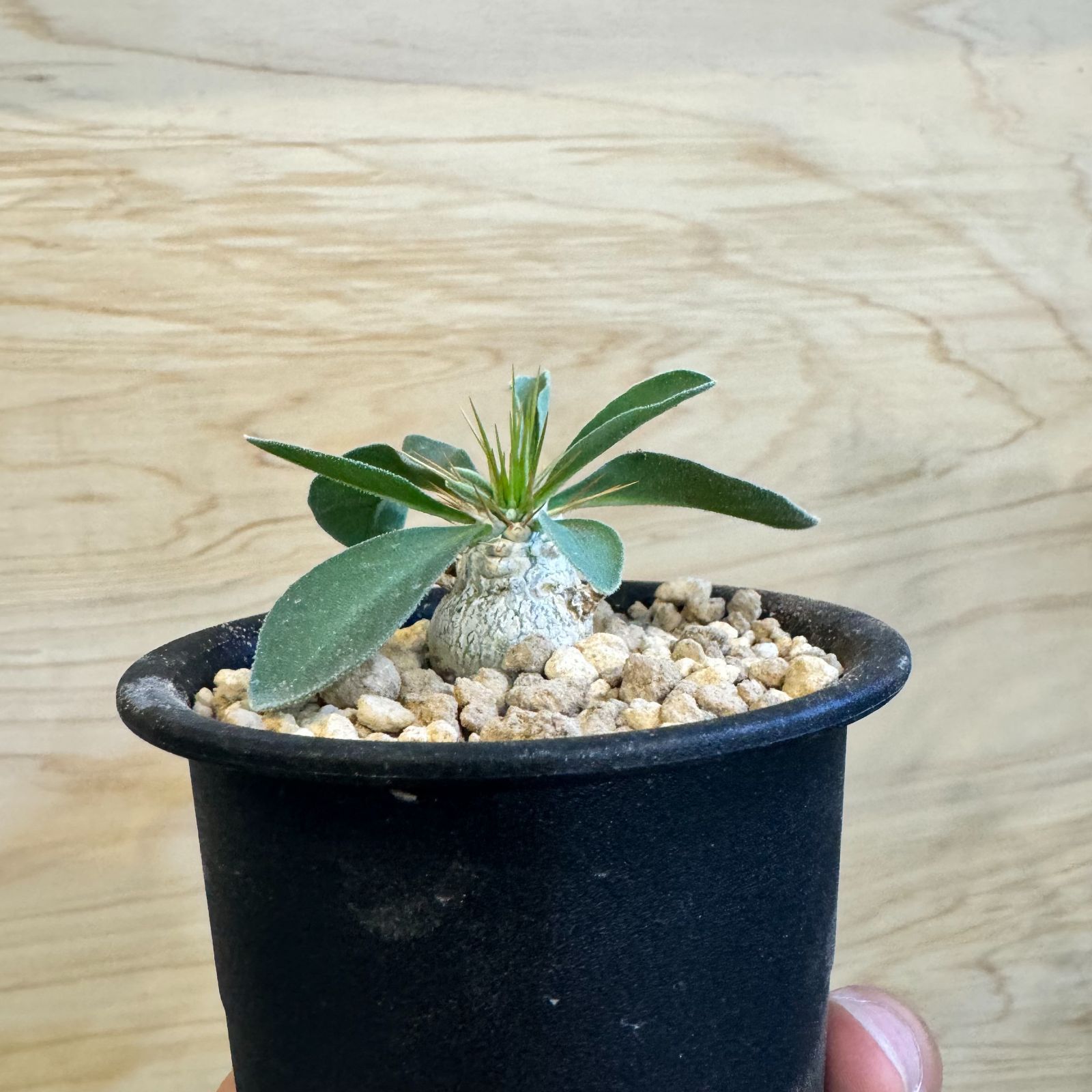 光堂 パキポディウム ナマクアナム 【No.8】【実生】 【公式通販】