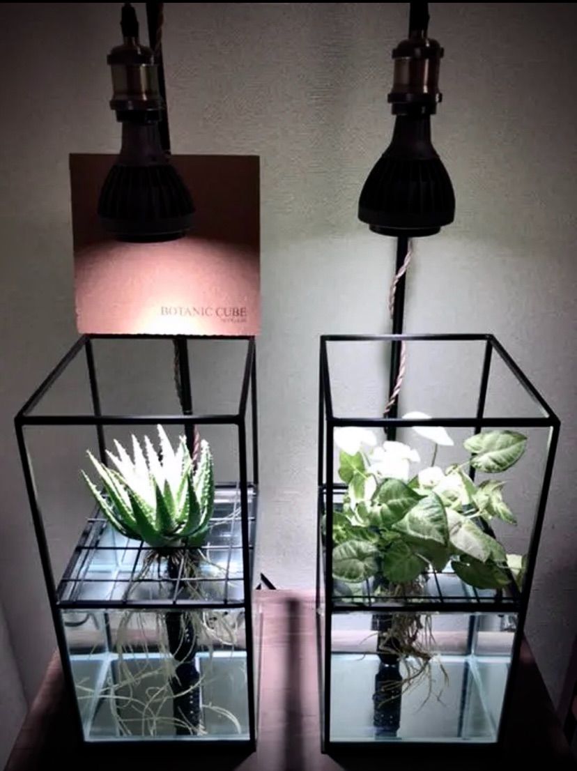 ☆Botanic Cube☆水耕栽培キット 鉢 プランター アイアン 水槽 大型 