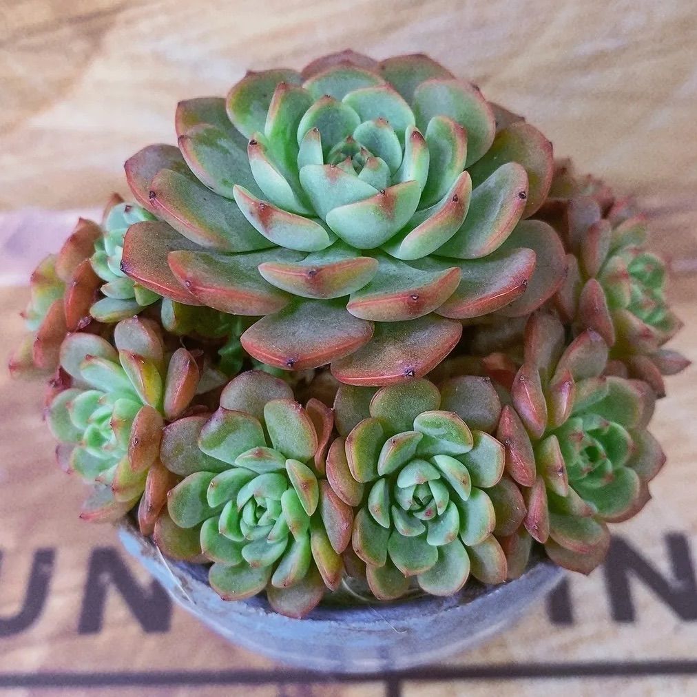 シュガーベイビー 多肉植物 大群生❣美苗❣ - メルカリ