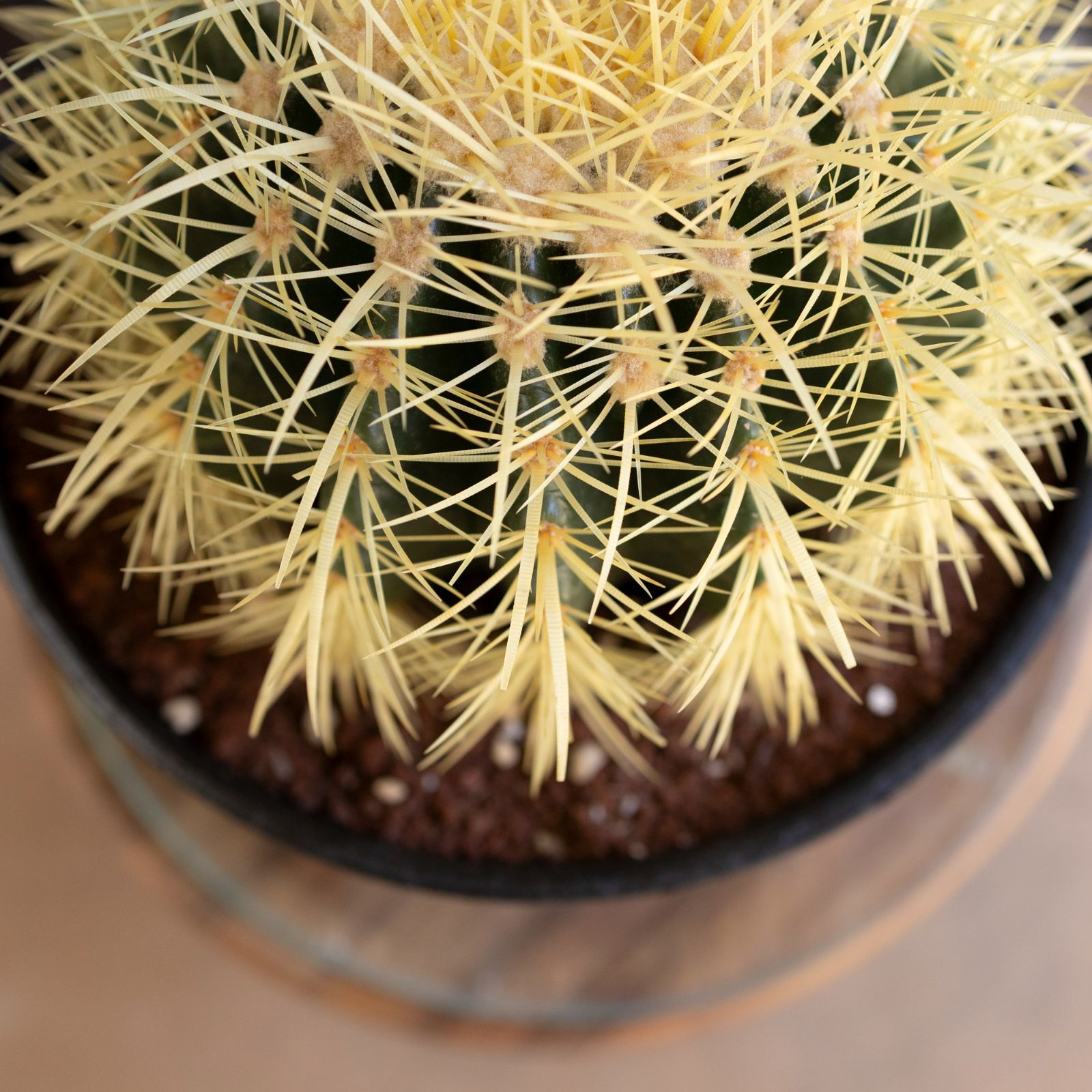 makkkページの１ 金鯱８号２点 園芸ネット本店｜サボテン：金シャチ（キンシャチ・金鯱）8号鉢植え