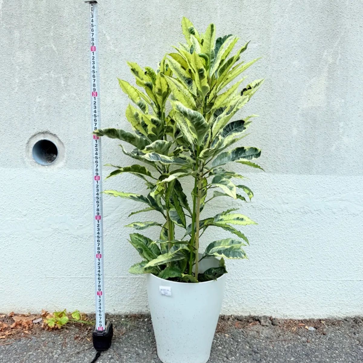 クロトン　　レア　珍しい クロトン レア 珍しい 観葉植物 クロトン エクセレント イエロー 7号鉢