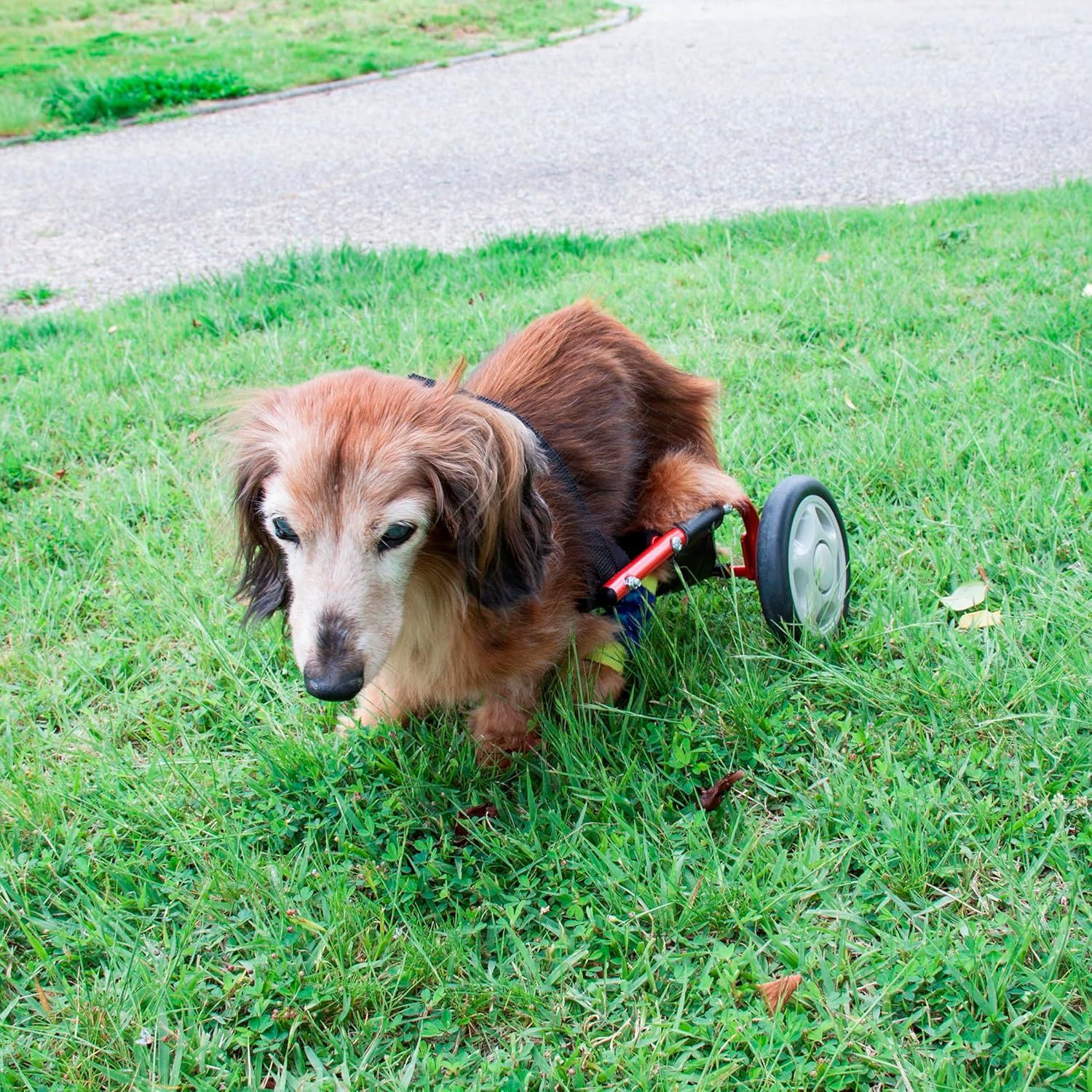 M.ダックス4輪 リハビリ 食事補助 犬用車椅子 シニア犬補助 犬の歩行