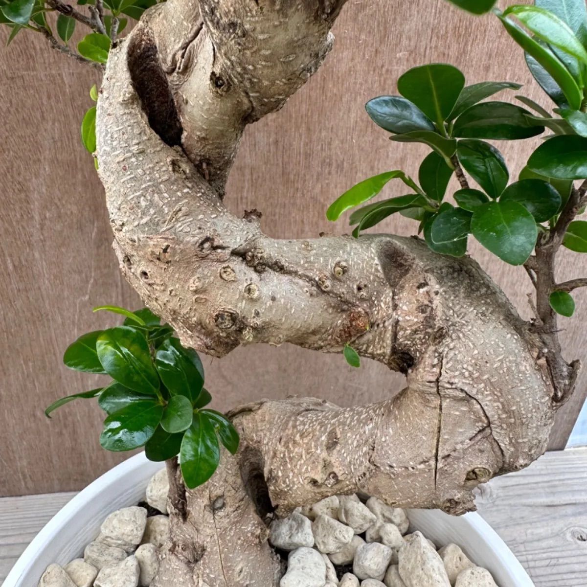 コハク様 フィカス 風水植物 昇龍 曲がりガジュマル ガジュマル 昇り龍 Ficus microcarpa フィカス ミクロカルパ