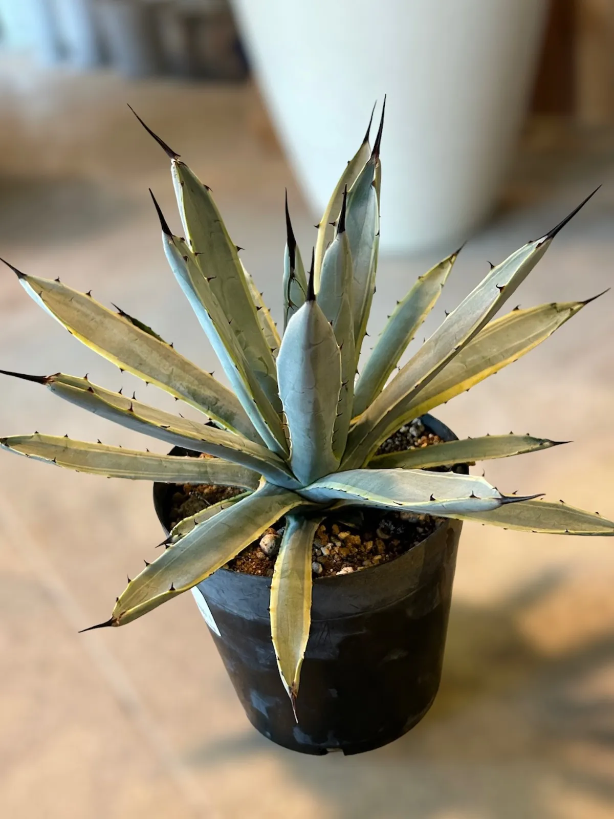 2025年最新】アガベ マクロアカンサ 中斑の人気アイテム - メルカリ