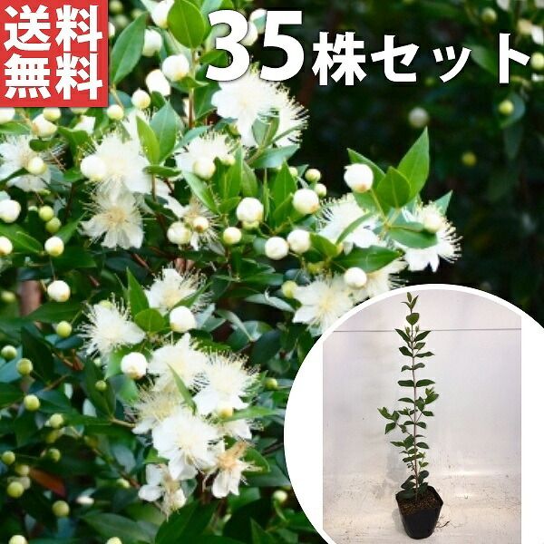 ジフィーセブンPLA直径42mm 育苗 バラ626ヶ＋袋入200ヶ＝計826