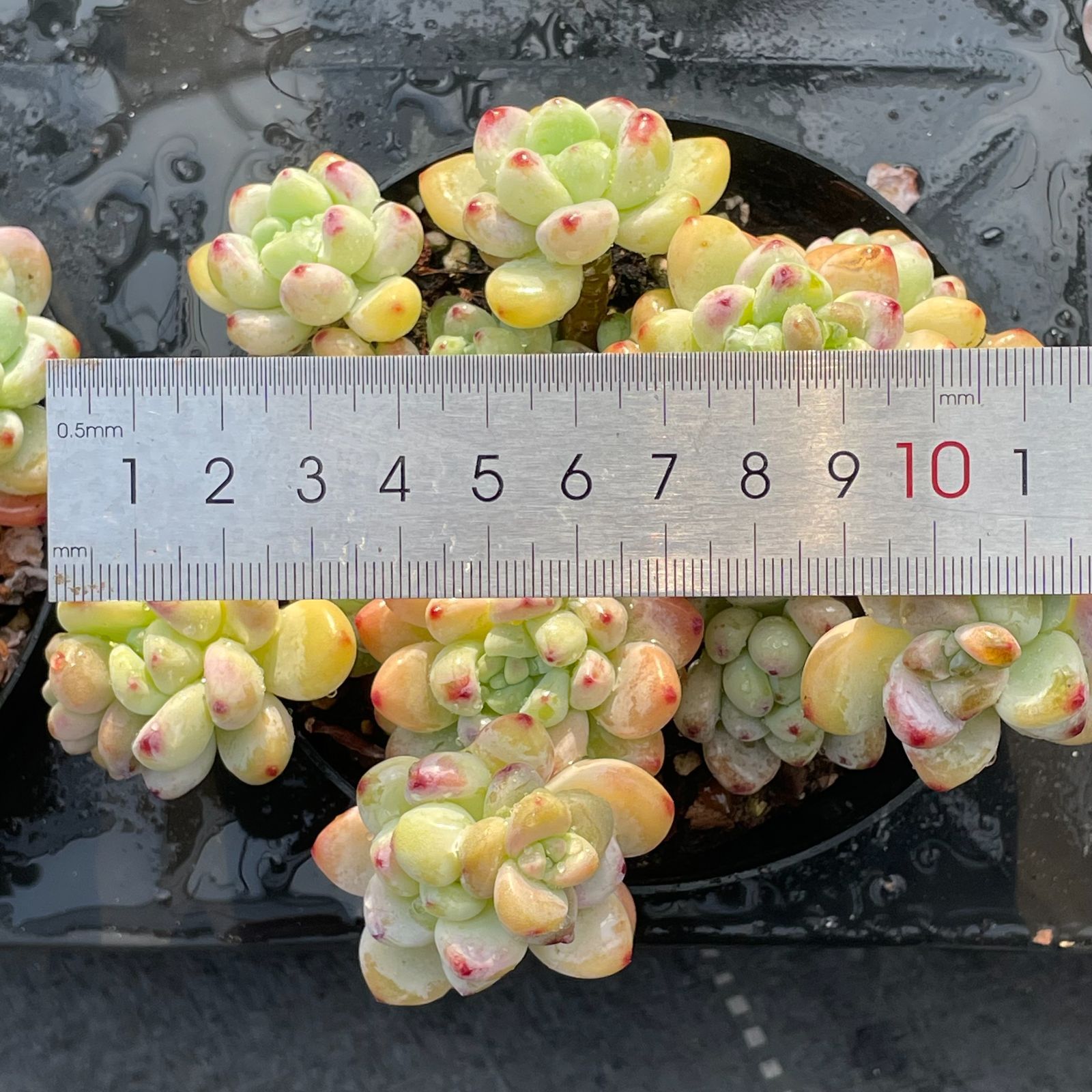 多*ん様 K1208　ルドリップ　70株　多肉植物 抜き苗 エケベリア 韓国苗 ラ*ん様 B700×49株 タロック錦 抜き苗 多肉植物 エケベリア サボテン