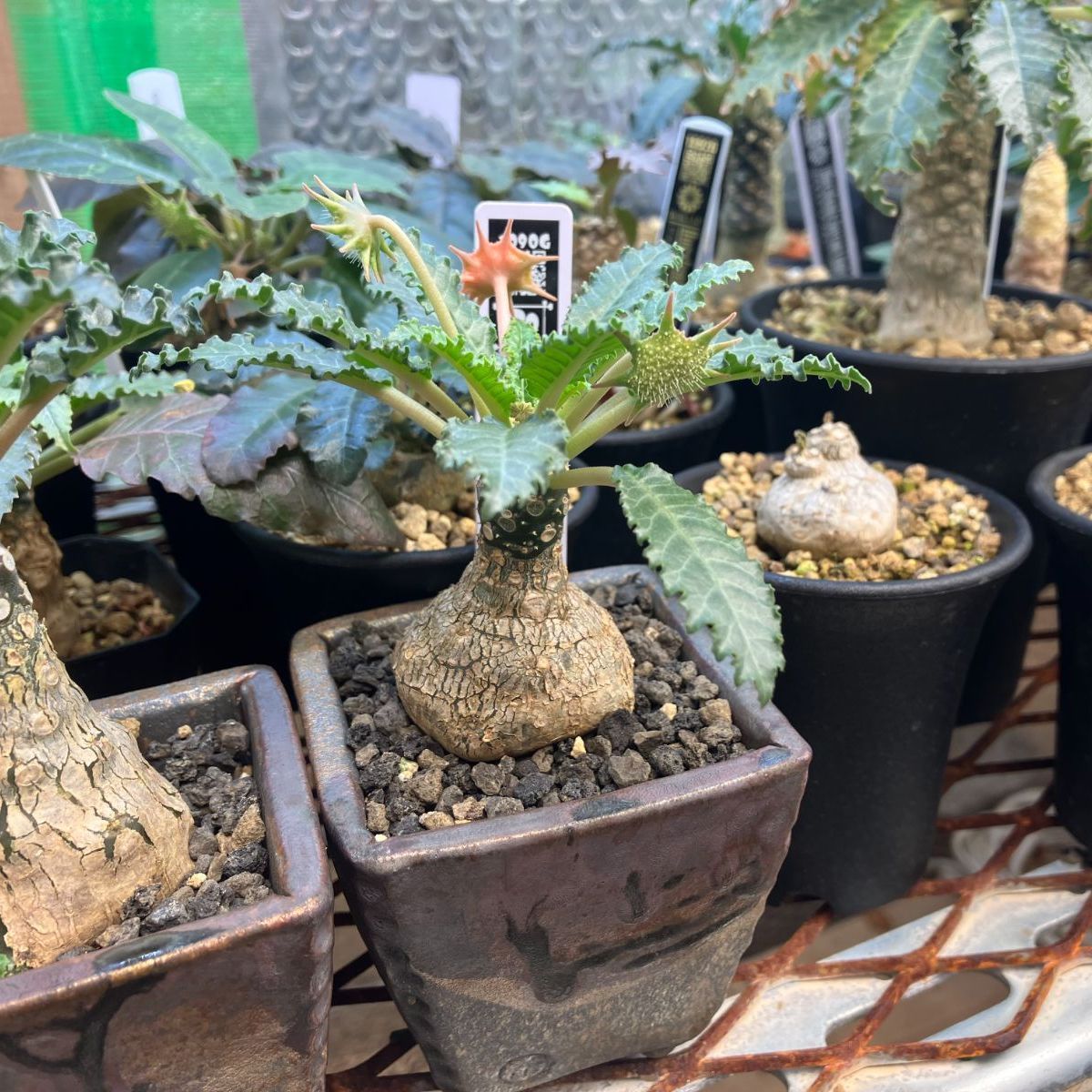 Dorstenia lavrani hybrid