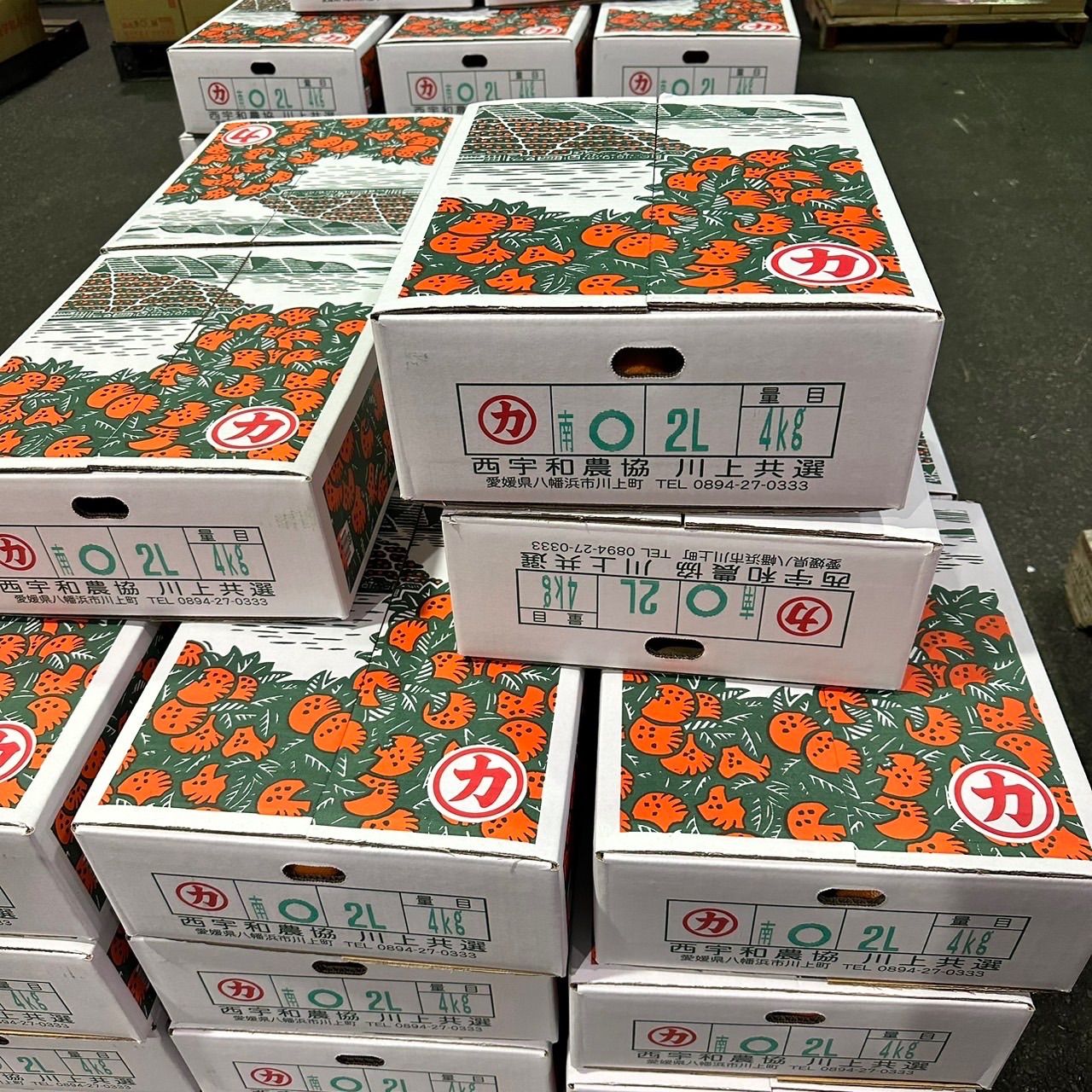 肌触りがいい せとか2L4kg 食品