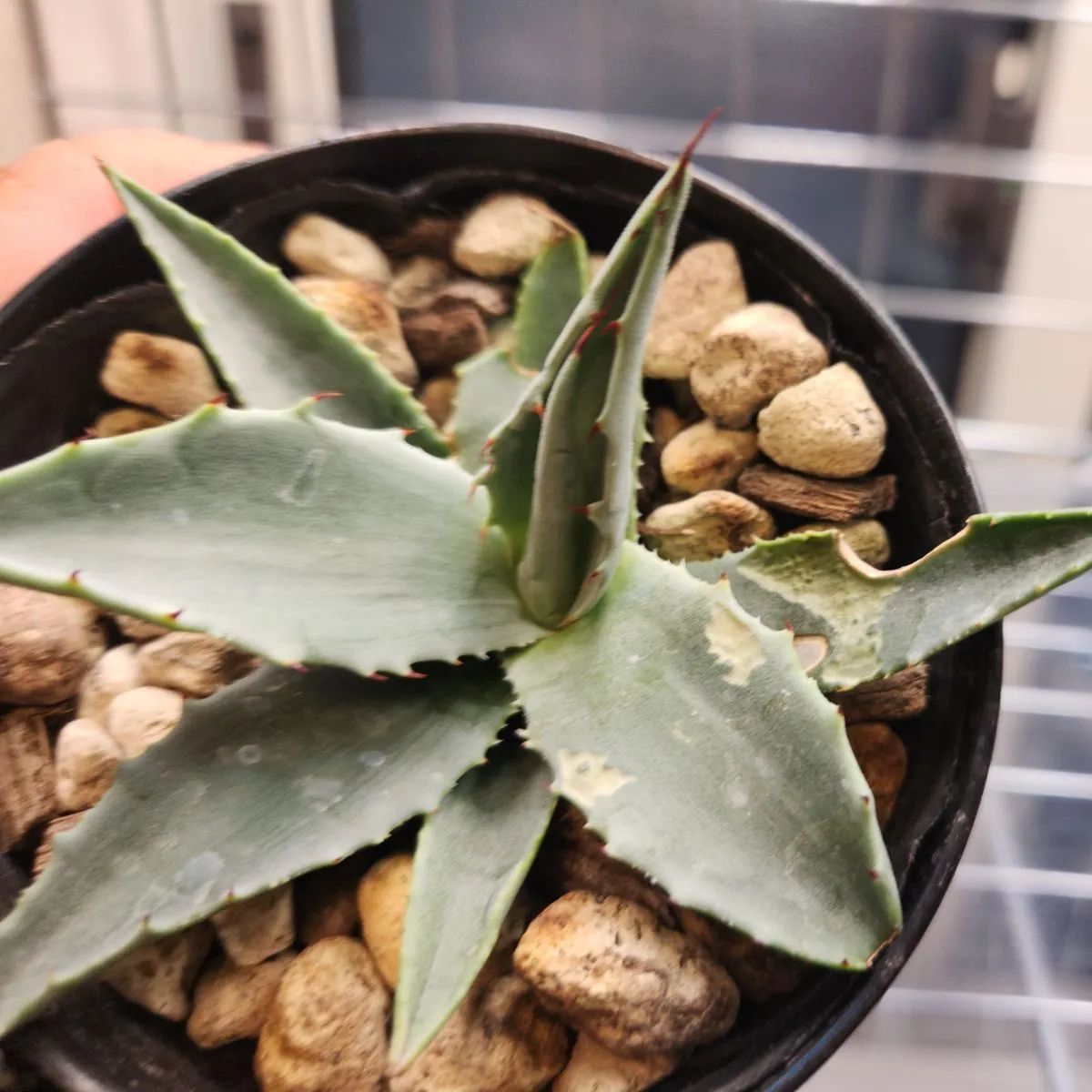 アガベ　モンタナ　鉢ごと発送 アガベ モンタナ 鉢ごと発送 アガベ モンタナ | hanayoshi-botanical