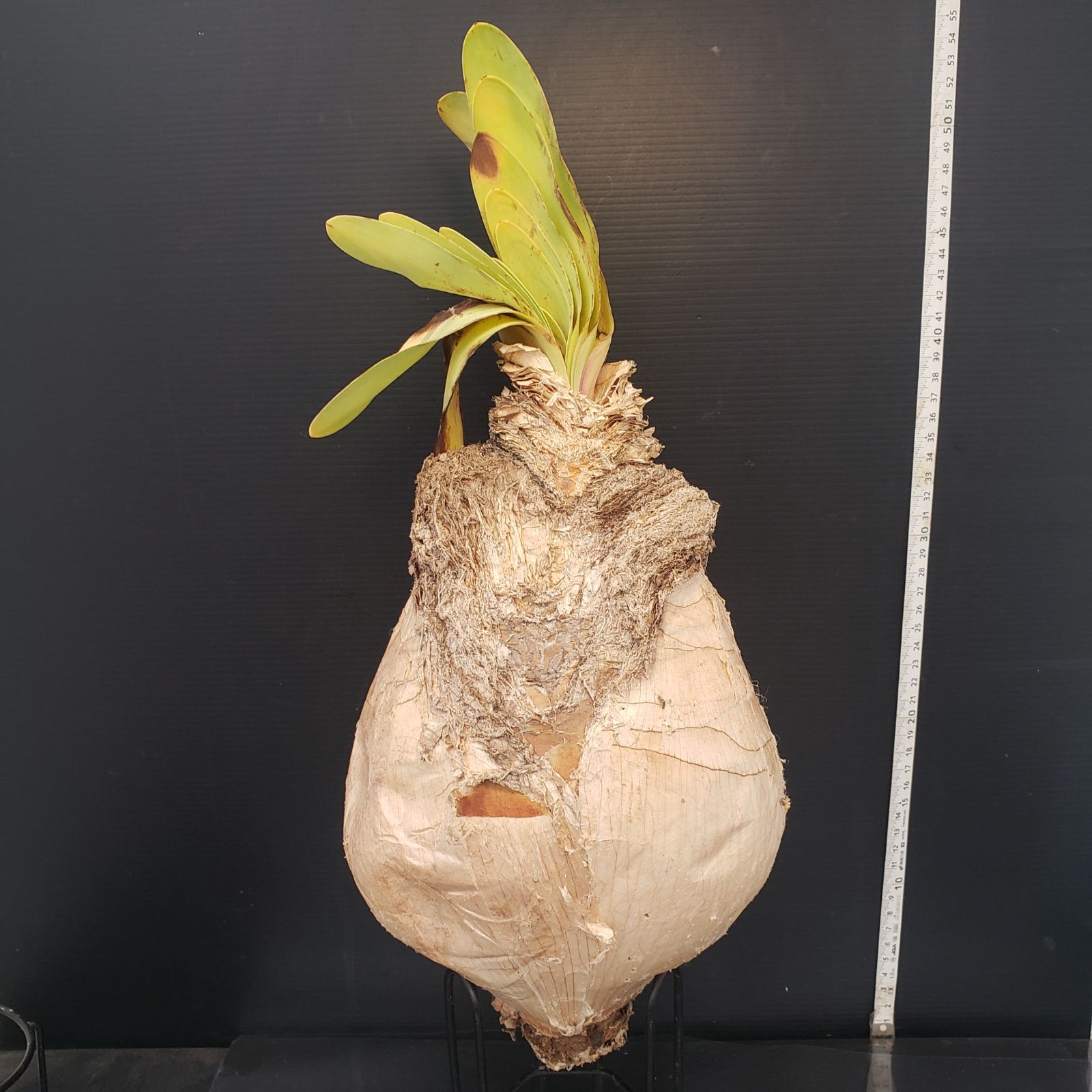 Z410 最新到着 Boophane ハエマンソイデス 現地球 抜き苗 球根植物 ブーファン ハエマンソイデス