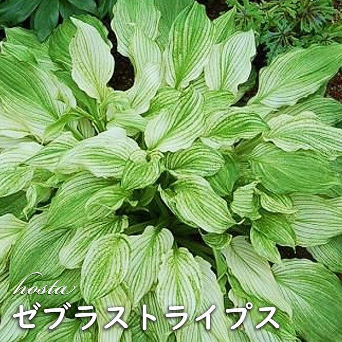 ホスタファーストブラッシュ ゼブラストライプス 苗各1ポット
