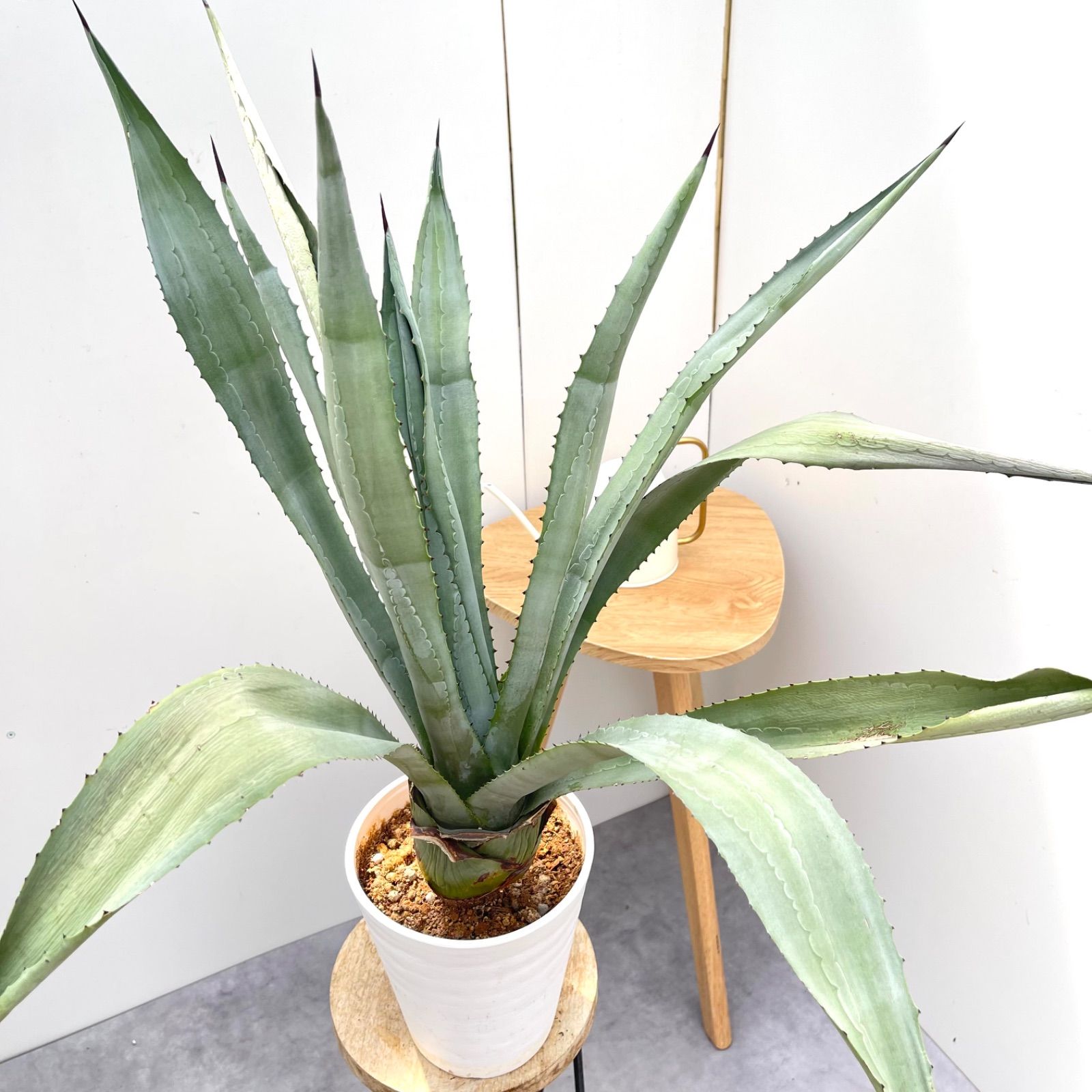 アガベ アメリカーナ 縞斑 植トレ🌵🇯🇵 | お気に入りのアガベ