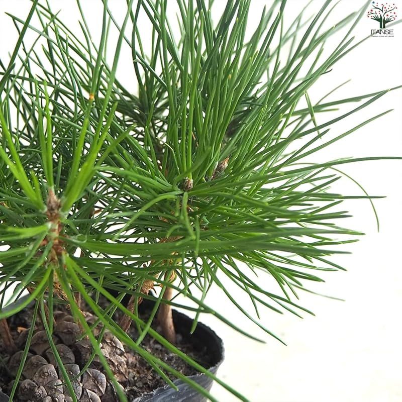 ＩＴＡＮＳＥ ぼっくり松 3号 8個セット 品種で選べる盆栽 松ぼっくりから発芽した苗 そのまま育てられます LLC-HASEGAWATOSO_COM