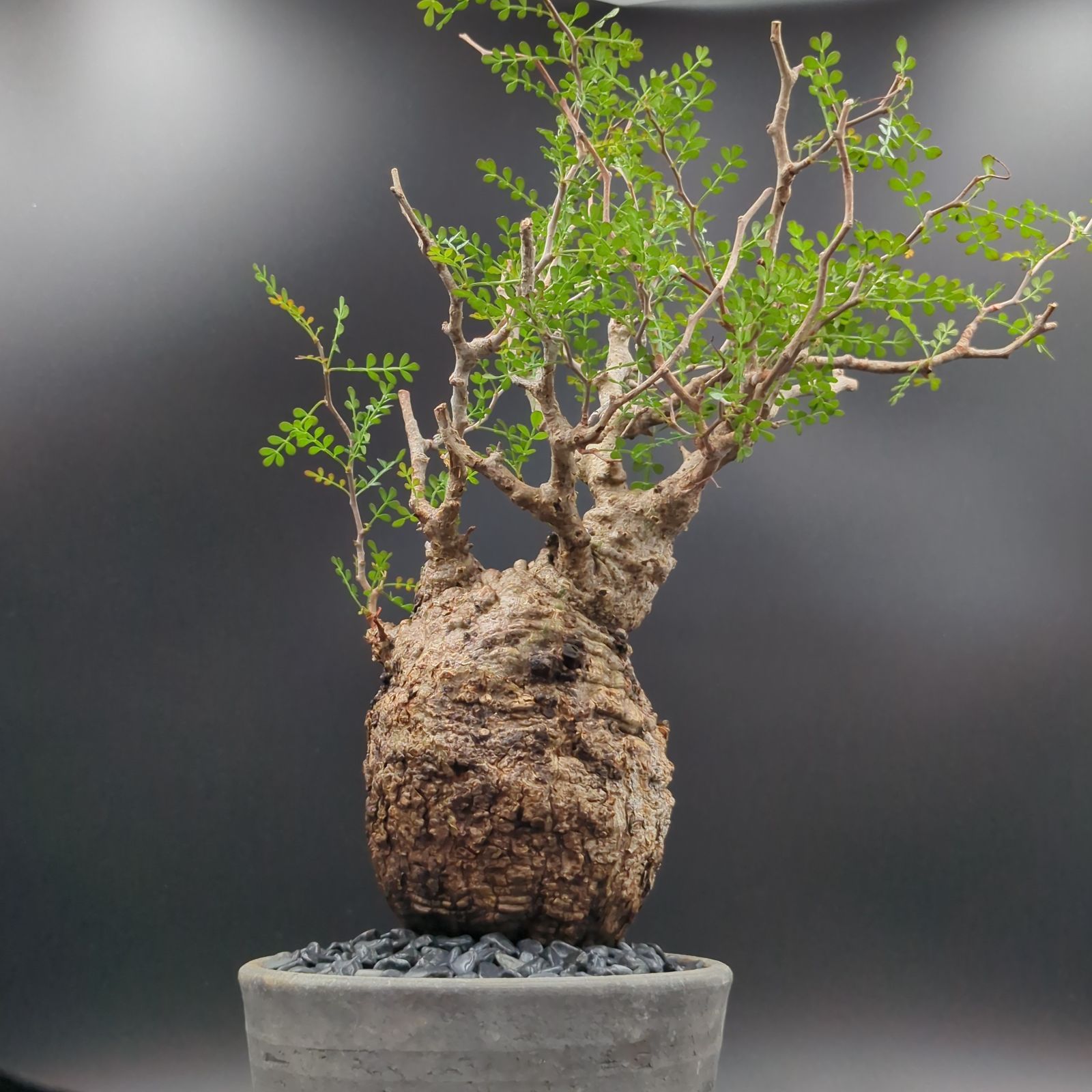 オペルクリカリア、パキプス オペルクリカリア パキプス 発根済み